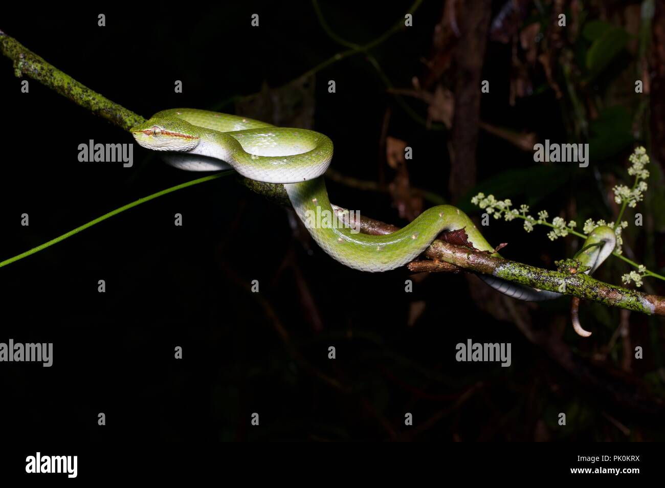 Un Pit Viper carénées de Bornéo (Tropidolaemus subannulatus) dans la nuit dans le parc national du Gunung Mulu, Sarawak, l'Est de la Malaisie, Bornéo Banque D'Images