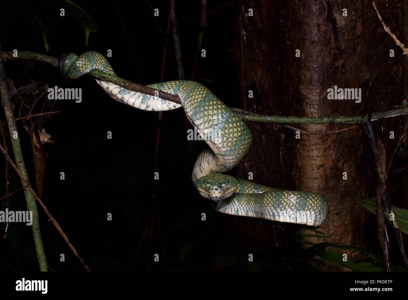 Une femelle adulte Orang Pit Viper carénées (Tropidolaemus subannulatus) dans la nuit dans le parc national du Gunung Mulu, Sarawak, l'Est de la Malaisie, Bornéo Banque D'Images