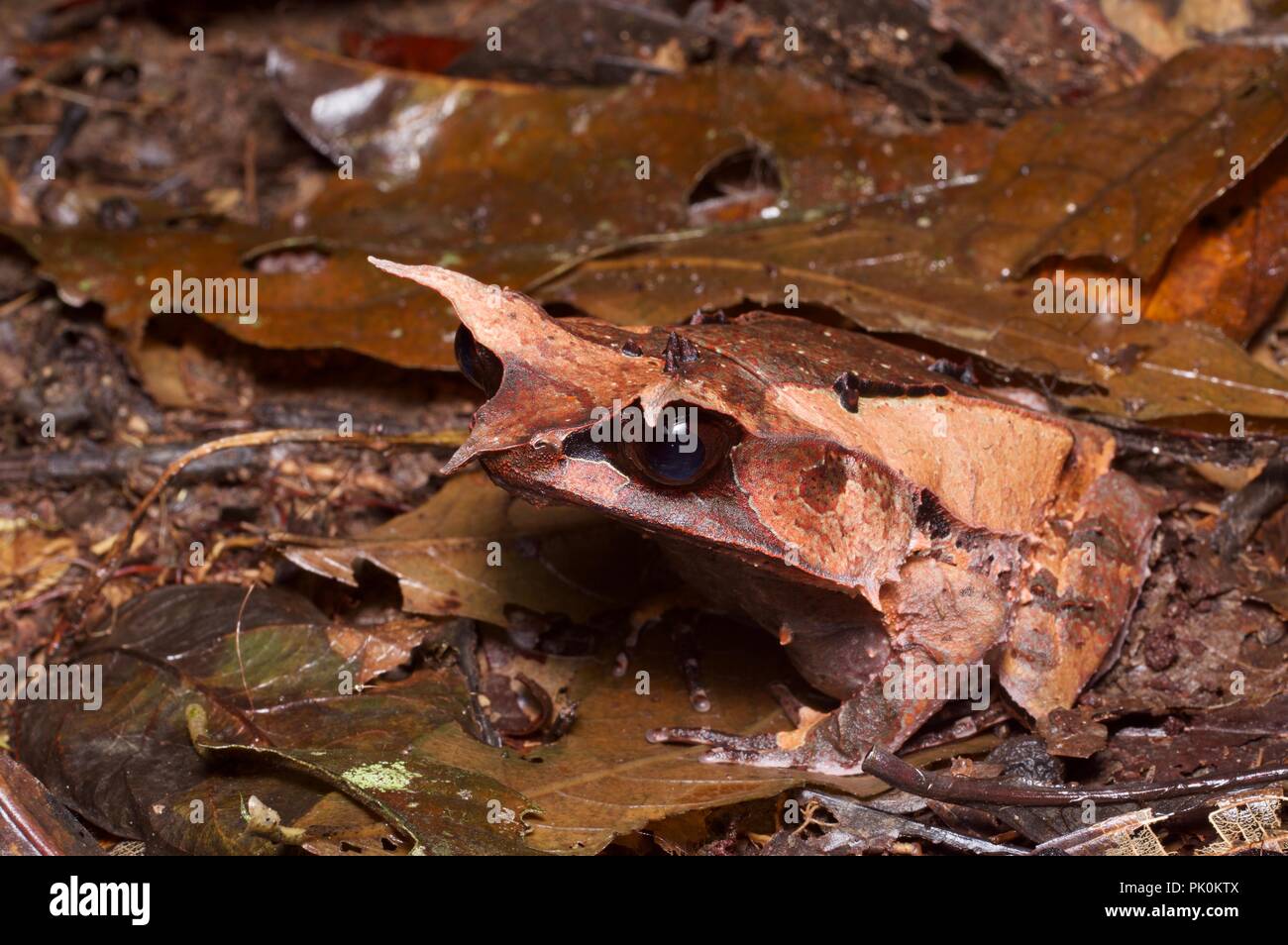 Une Grenouille cornue de Malaisie (Megophrys nasuta) sur le sol de la forêt dans la nuit dans le parc national du Gunung Mulu, Sarawak, l'Est de la Malaisie, Bornéo Banque D'Images