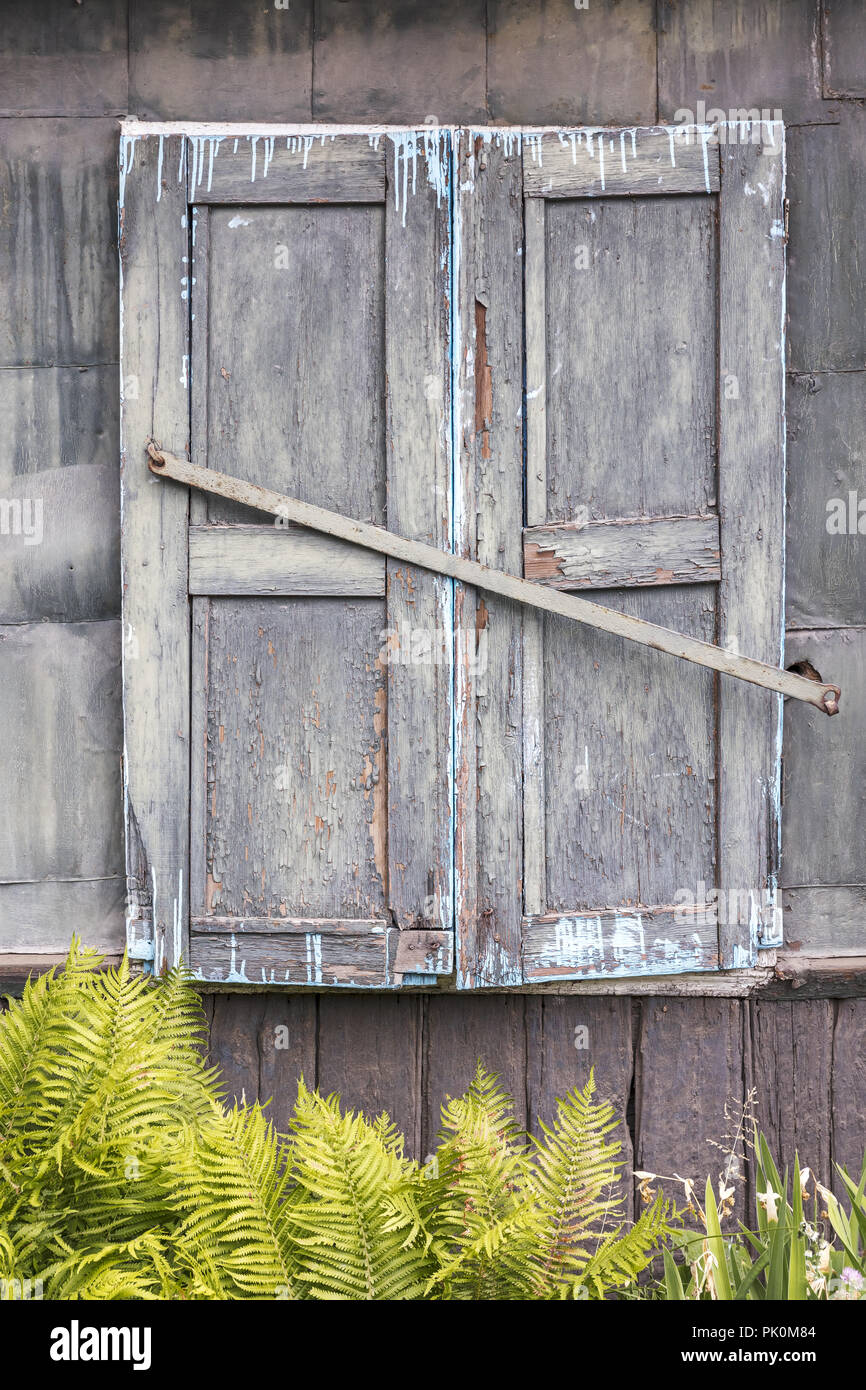 Vieux volets en bois fermé avec de la peinture et de la peinture bleue de fuite sur mur gris Banque D'Images