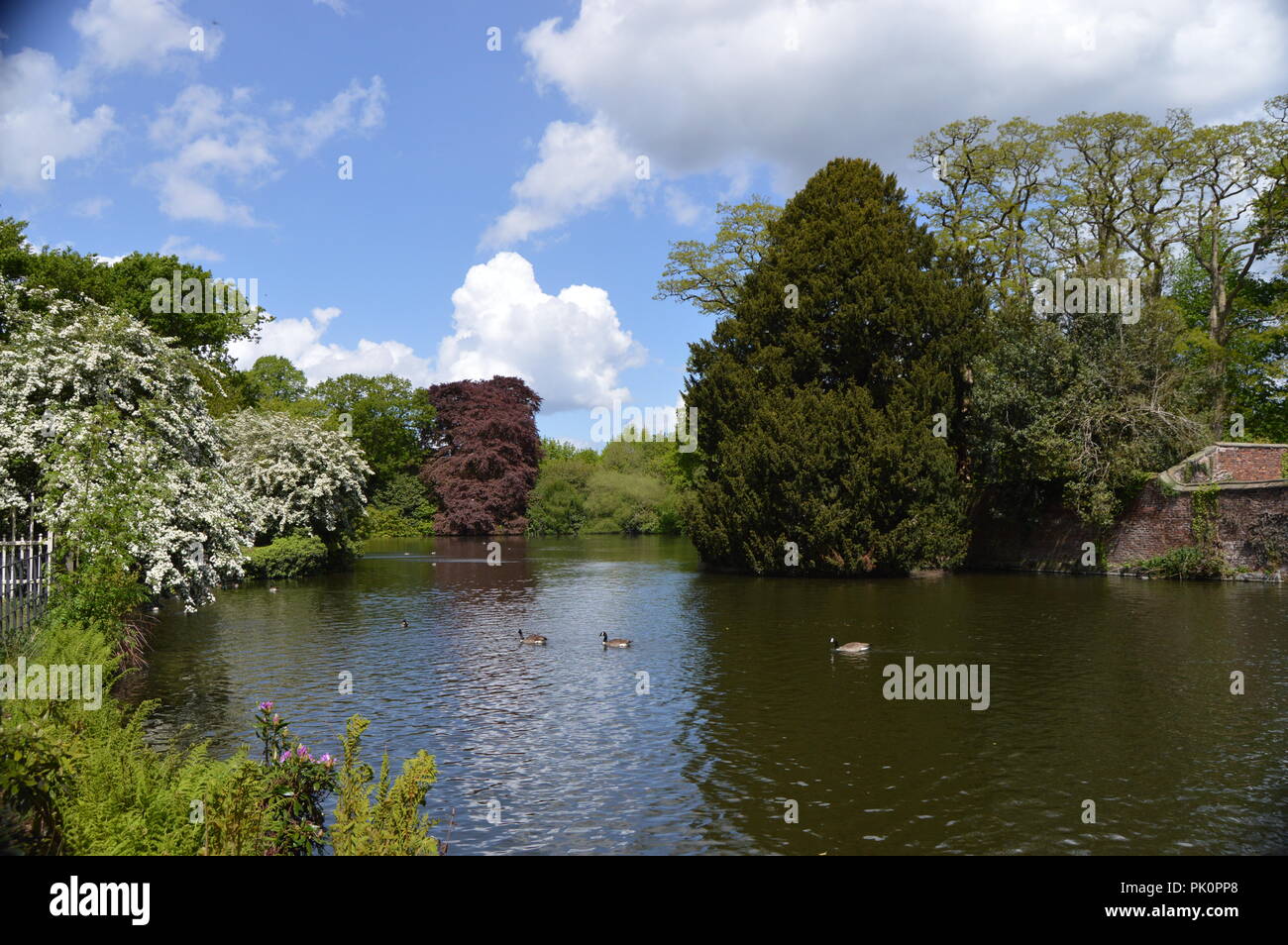 Paysage à Dunham Massey Altrincham Rhododendrons et le lac Banque D'Images