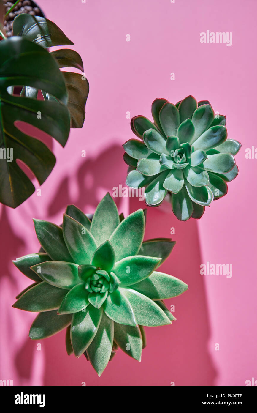La vue de dessus la composition avec deux Eichveria evergreen plantes succulentes, Monstera Philodendron plante sur un fond rose avec des ombres de plantes . Banque D'Images