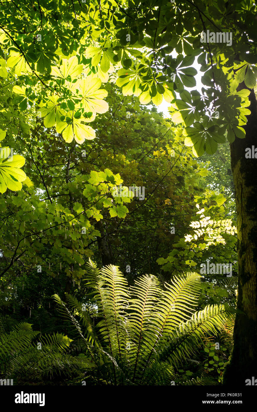 Aldouran Glen, Dumfries et Galloway, en Écosse. Banque D'Images