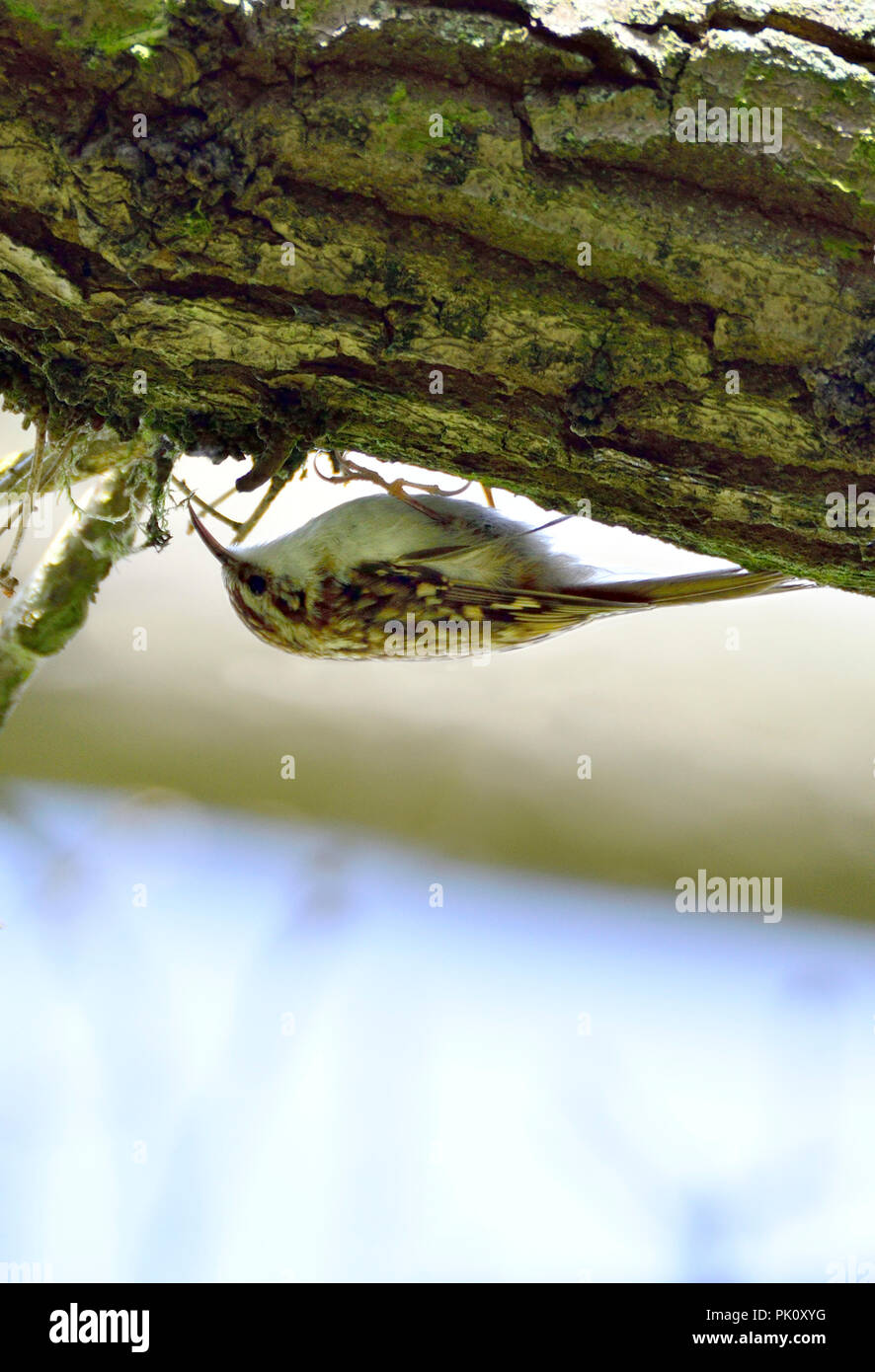 Bruant bruant commun / eurasien (Certhia familiaris) grimpant sur un arbre Banque D'Images