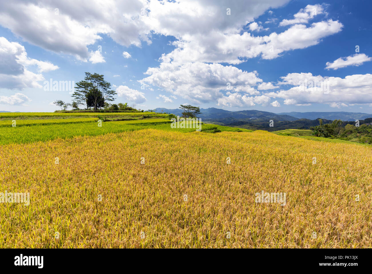 Le riz à maturité à l'Golo Cador rizières en terrasses près de Ruteng à Flores, en Indonésie. Banque D'Images