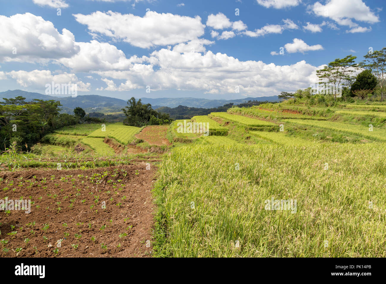Parcelle de terrain végétale à côté du Golo Cador des terrasses de riz à Ruteng sur Flores, en Indonésie. Banque D'Images