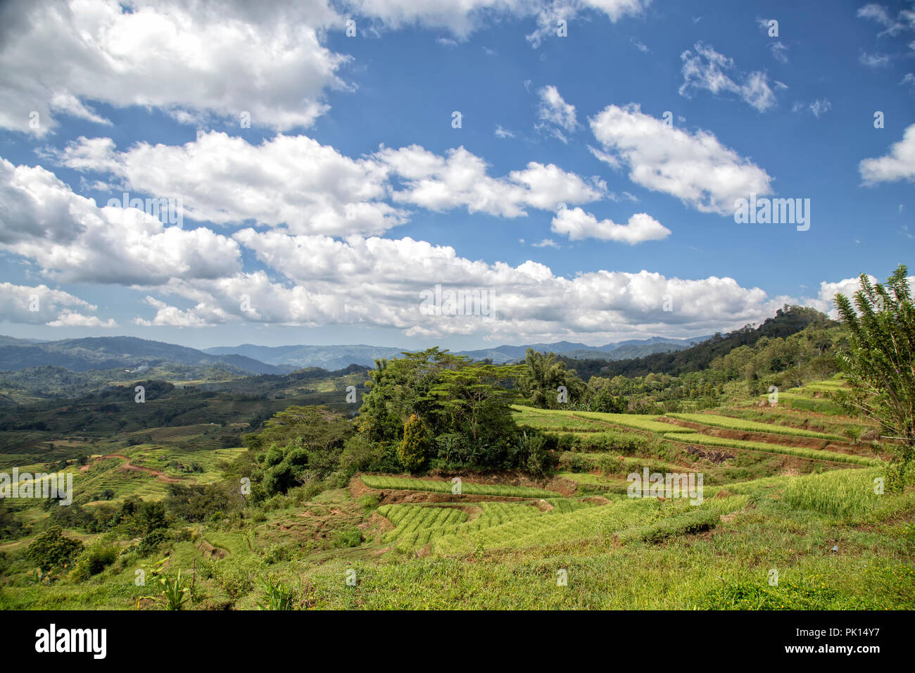 Belle vue sur le massif de l'Golo Cador des terrasses de riz à Ruteng sur Flores, en Indonésie. Banque D'Images