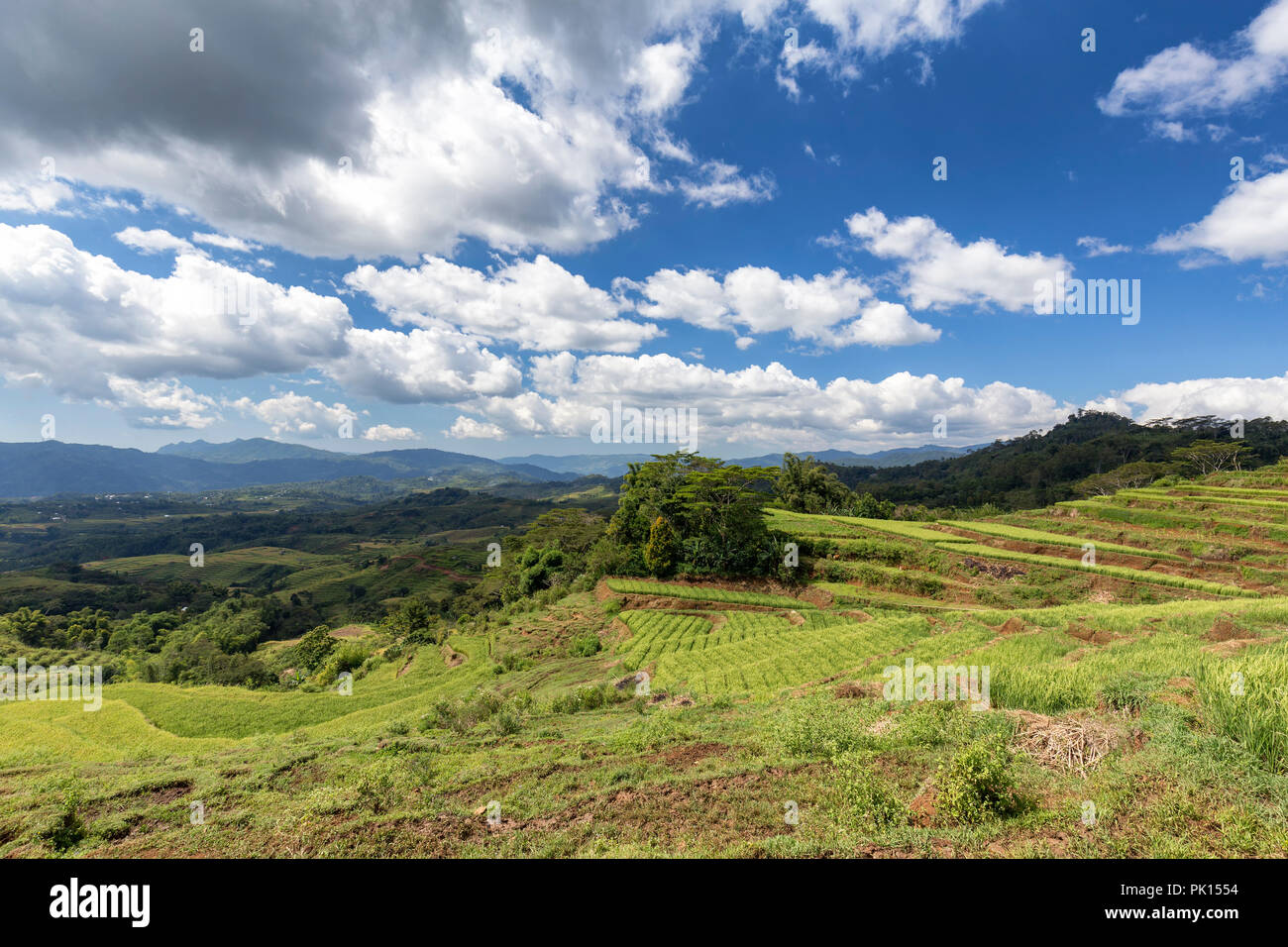 Les nuages tropicaux sur les terrasses de riz Golo Cador de Ruteng sur Flores, en Indonésie. Banque D'Images