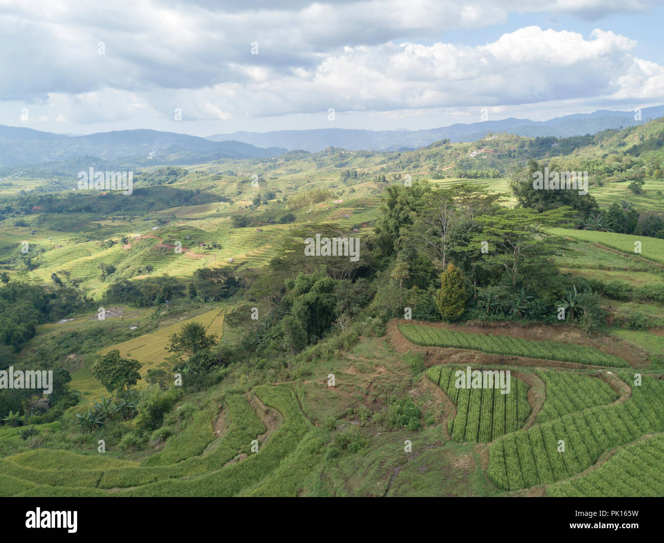 Vue aérienne de riz organique au Golo Cador des terrasses de riz à Ruteng sur Flores, en Indonésie. Banque D'Images