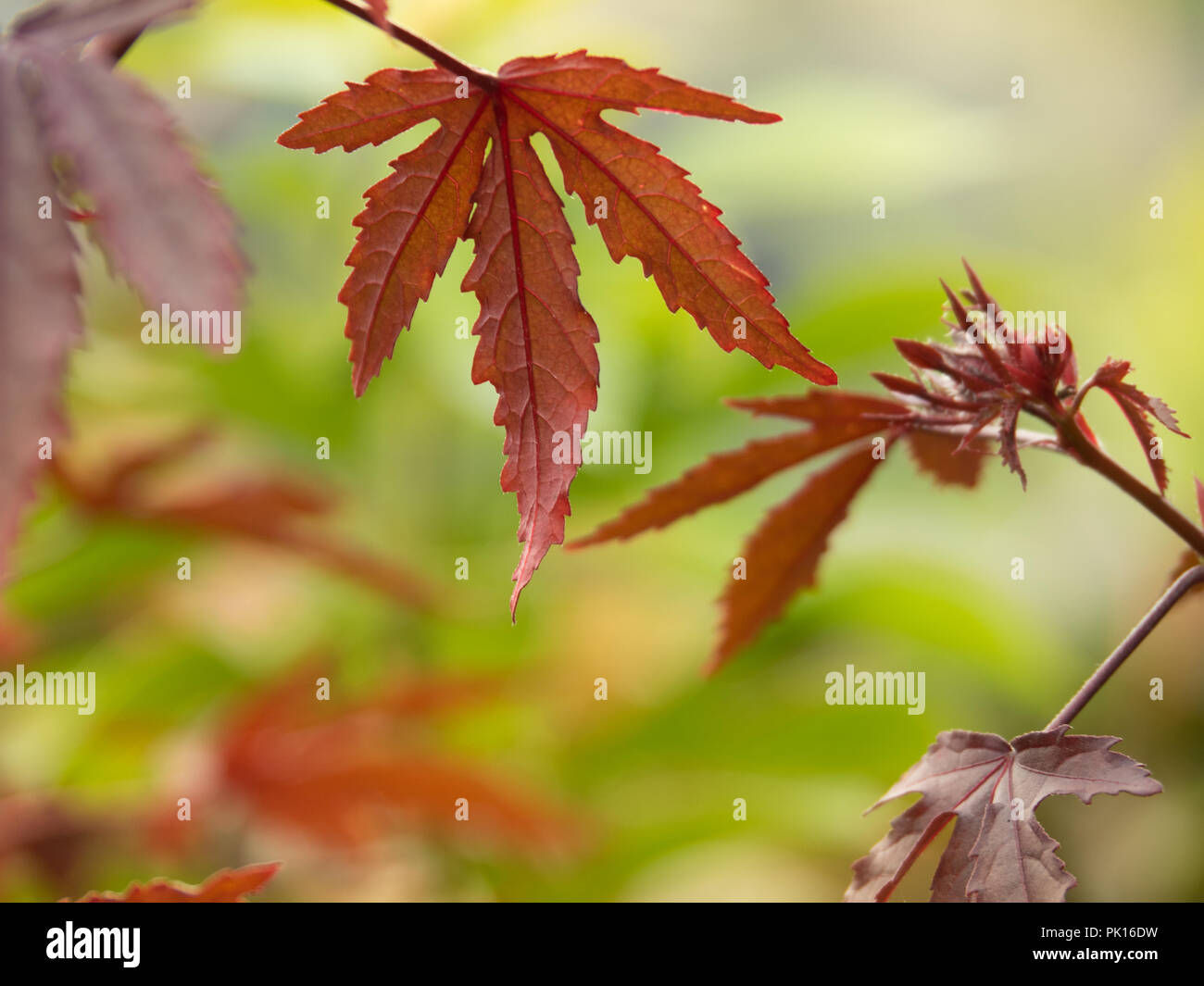 Changement de couleur des feuilles d'érable japonais au rouge à l'automne sur fond vert naturel Banque D'Images