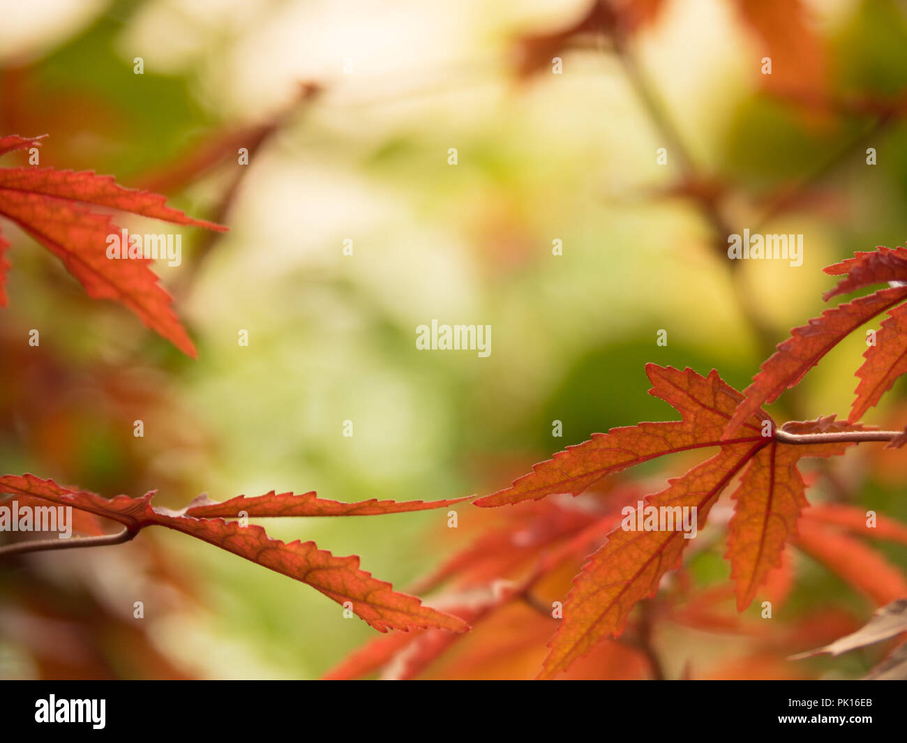 Changement de couleur des feuilles d'érable japonais au rouge à l'automne sur fond vert naturel Banque D'Images