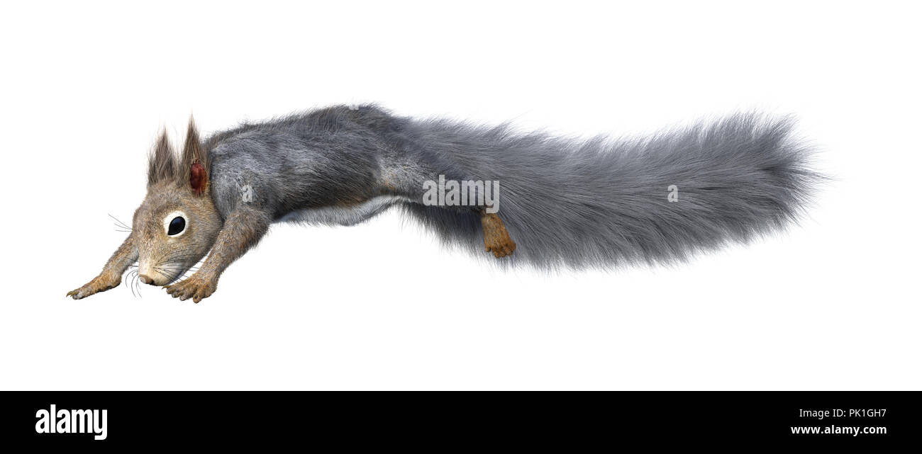 Le rendu 3D d'un écureuil gris isolé sur fond blanc Banque D'Images