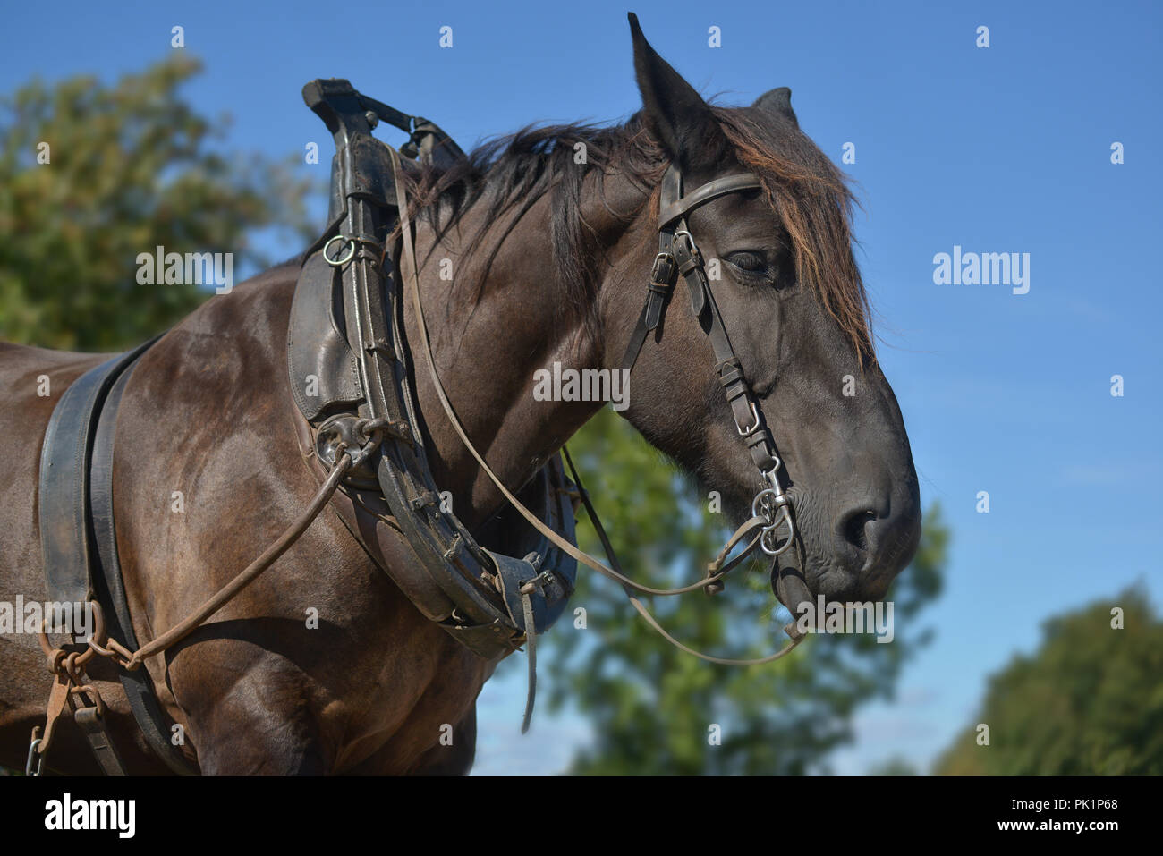 Portrait d'une bête Banque D'Images