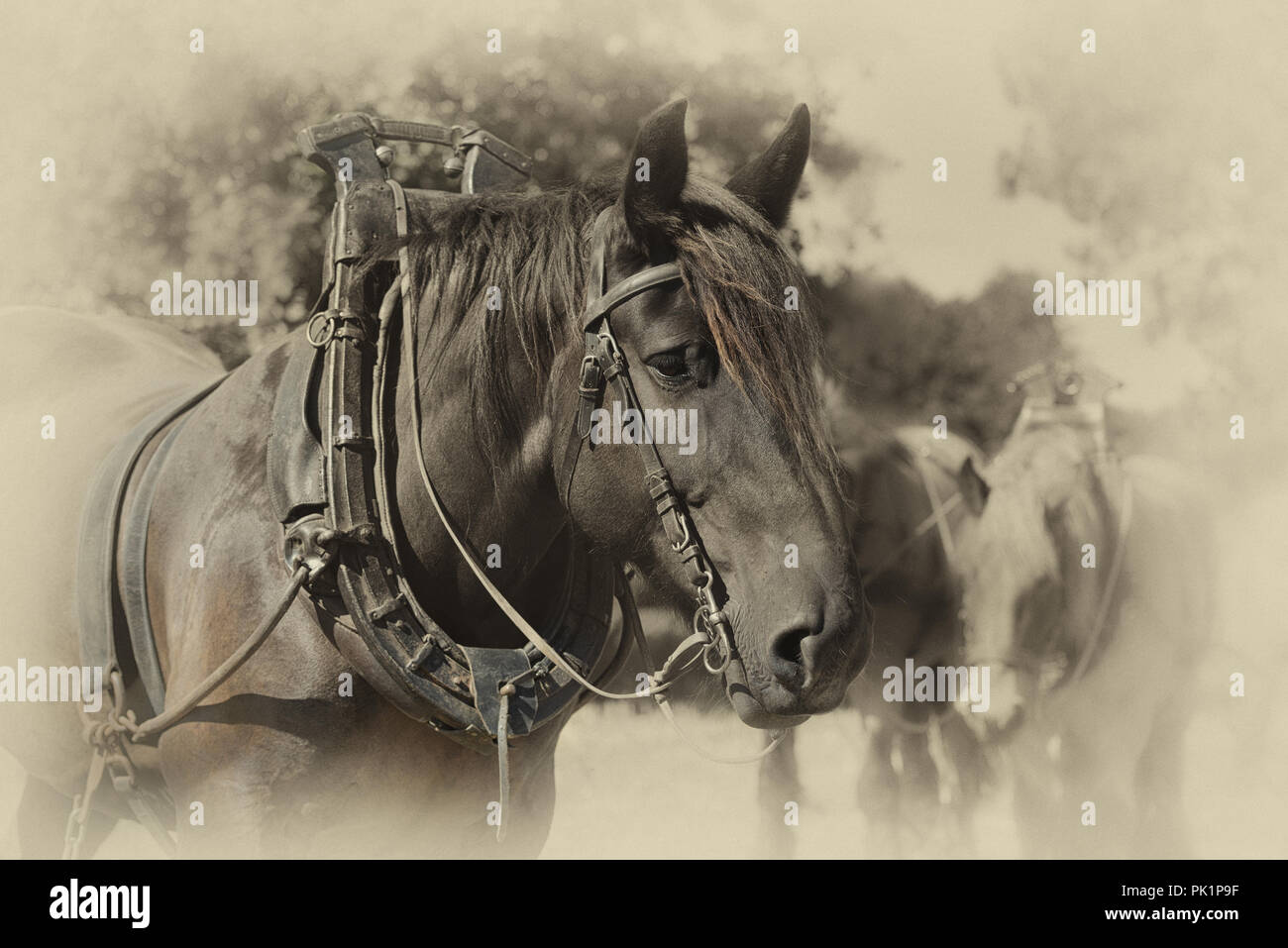 Portrait d'une bête Banque D'Images