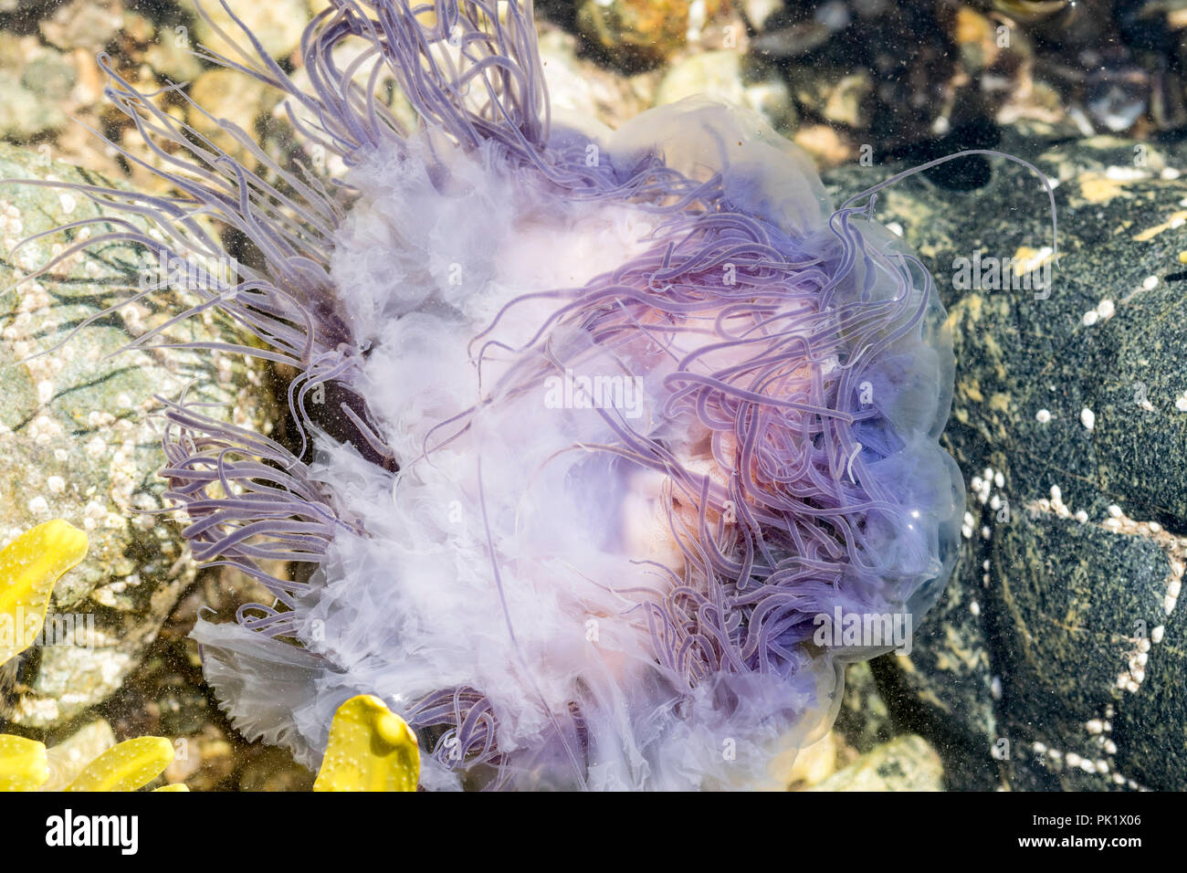 Méduses bleues ou blue fire Méduse Cyanea Lamarcki coincé dans une piscine dans les rochers Banque D'Images