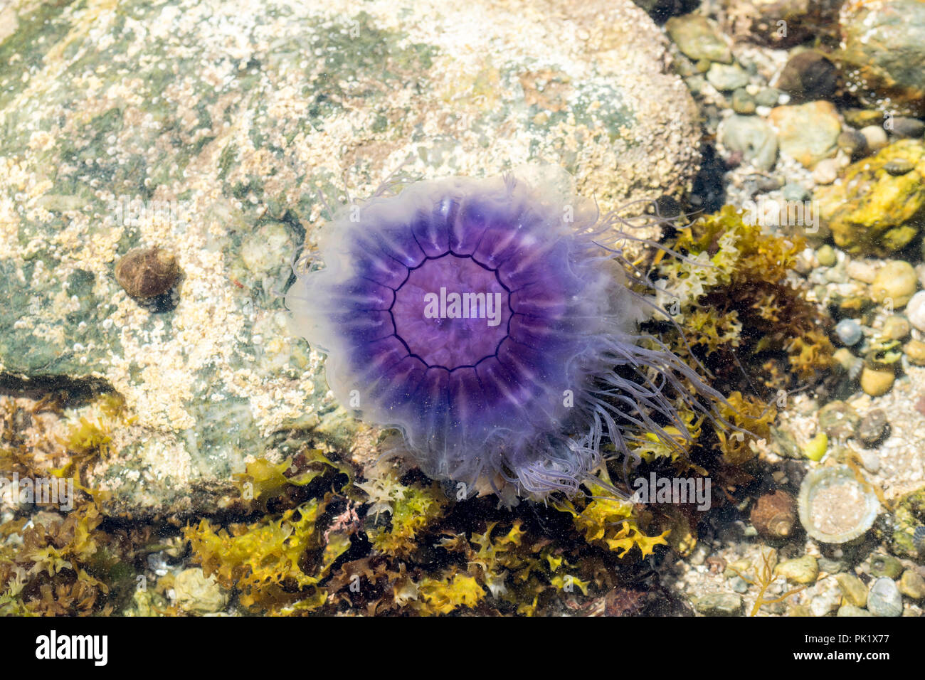 Méduses bleues ou blue fire Méduse Cyanea Lamarcki coincé dans une piscine dans les rochers Banque D'Images