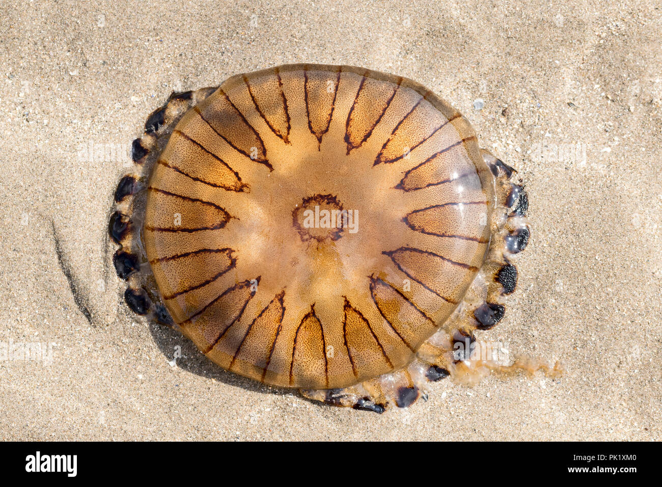 Méduse Chrysaora hysoscella boussole échoués sur la plage Banque D'Images