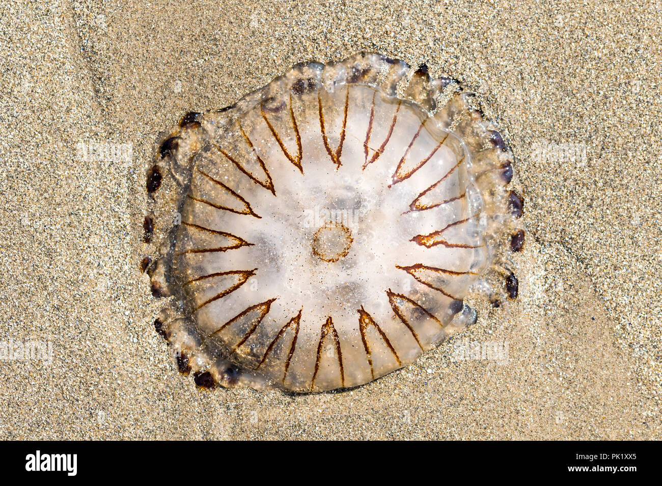 Méduse Chrysaora hysoscella boussole échoués sur la plage Banque D'Images