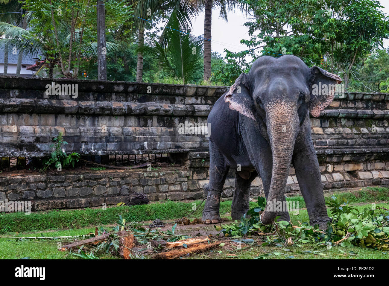 Elephant Enchaîné devant le Temple de la Dent Sacrée, Kandy, Sri Lanka Banque D'Images