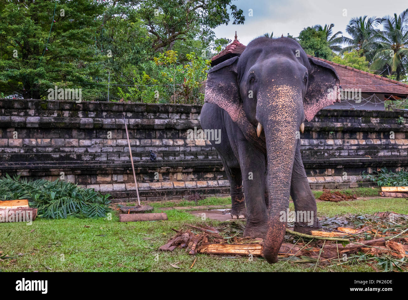 Elephant Enchaîné devant le Temple de la Dent Sacrée, Kandy, Sri Lanka Banque D'Images