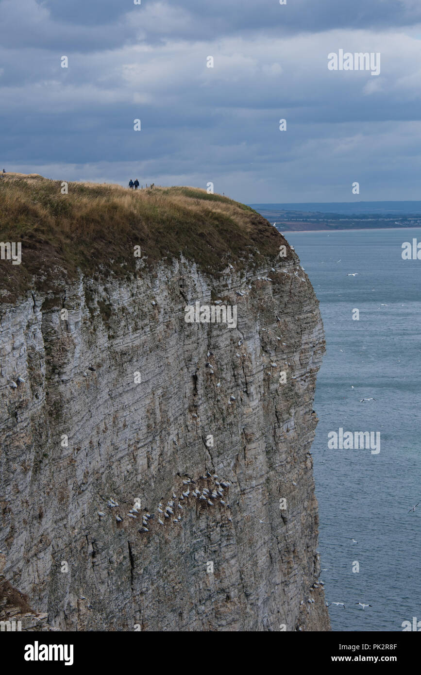 Bassan nicheurs à Bempton Cliffs près de Cherbourg, sur la côte est du Yorkshire Banque D'Images