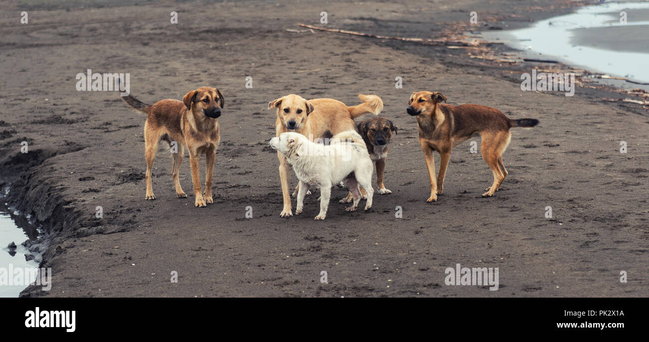 Les chiens sans-abri sur mer Banque D'Images