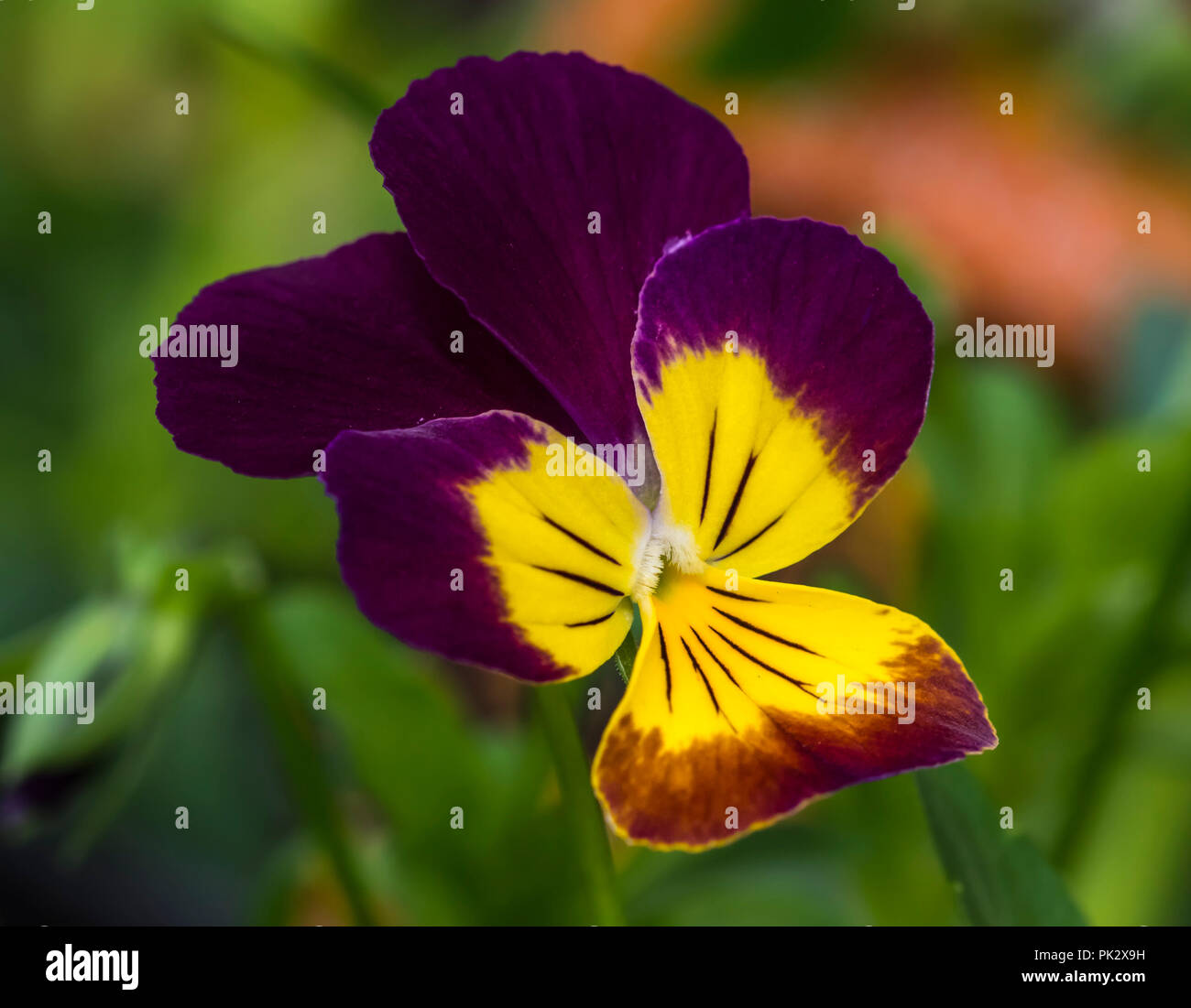 Viola 'Endurio Jaune Rouge avec Face' (Viola Cornuta) fleur de la plante florifère annuelle en automne dans le West Sussex, Angleterre, Royaume-Uni. Banque D'Images