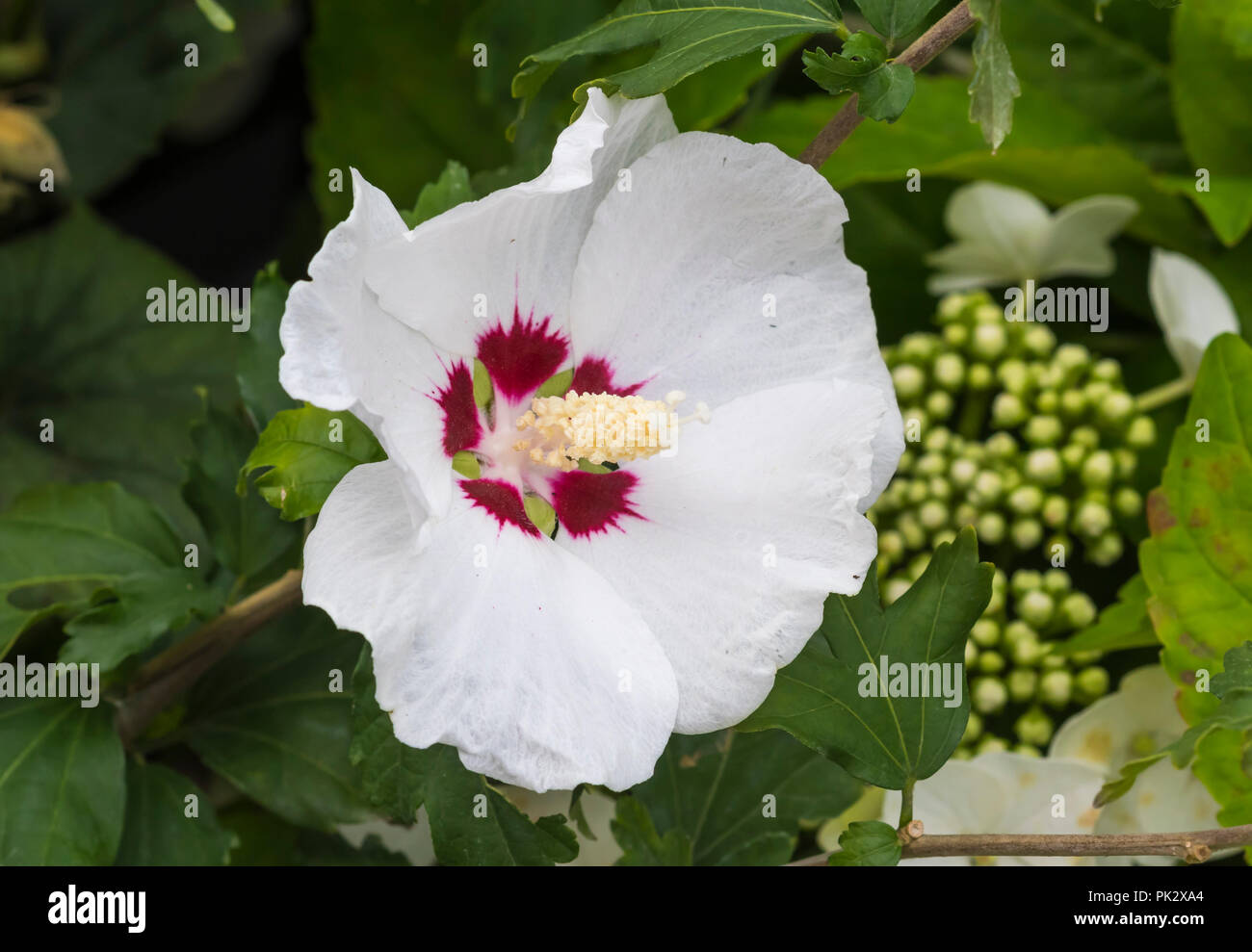 Seule fleur de l'Hibiscus à feuilles caduques blanc 'Red Heart' (AKA Rose de Sharon 'Red Heart') arbuste au début de l'automne dans le West Sussex, Angleterre, Royaume-Uni. Banque D'Images