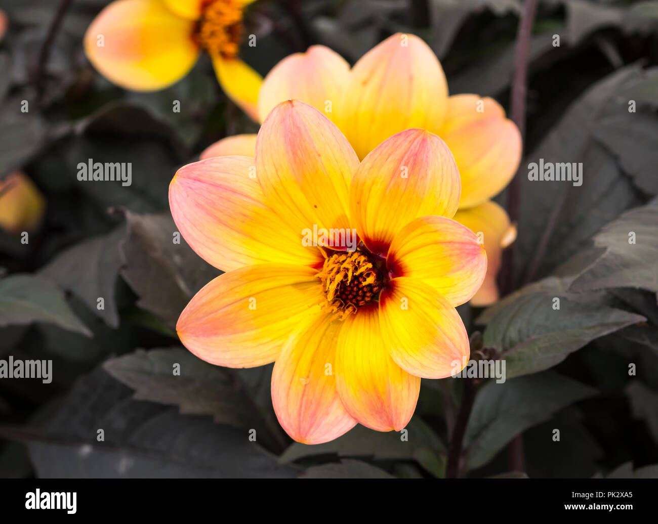 Fleur simple de couleur d'un dahlia 'Mystic Fantasy' (alias 'Hawaiian Dreams') demi-hardy rose et jaune plante en automne dans le West Sussex, Royaume-Uni. Dahlias. Banque D'Images