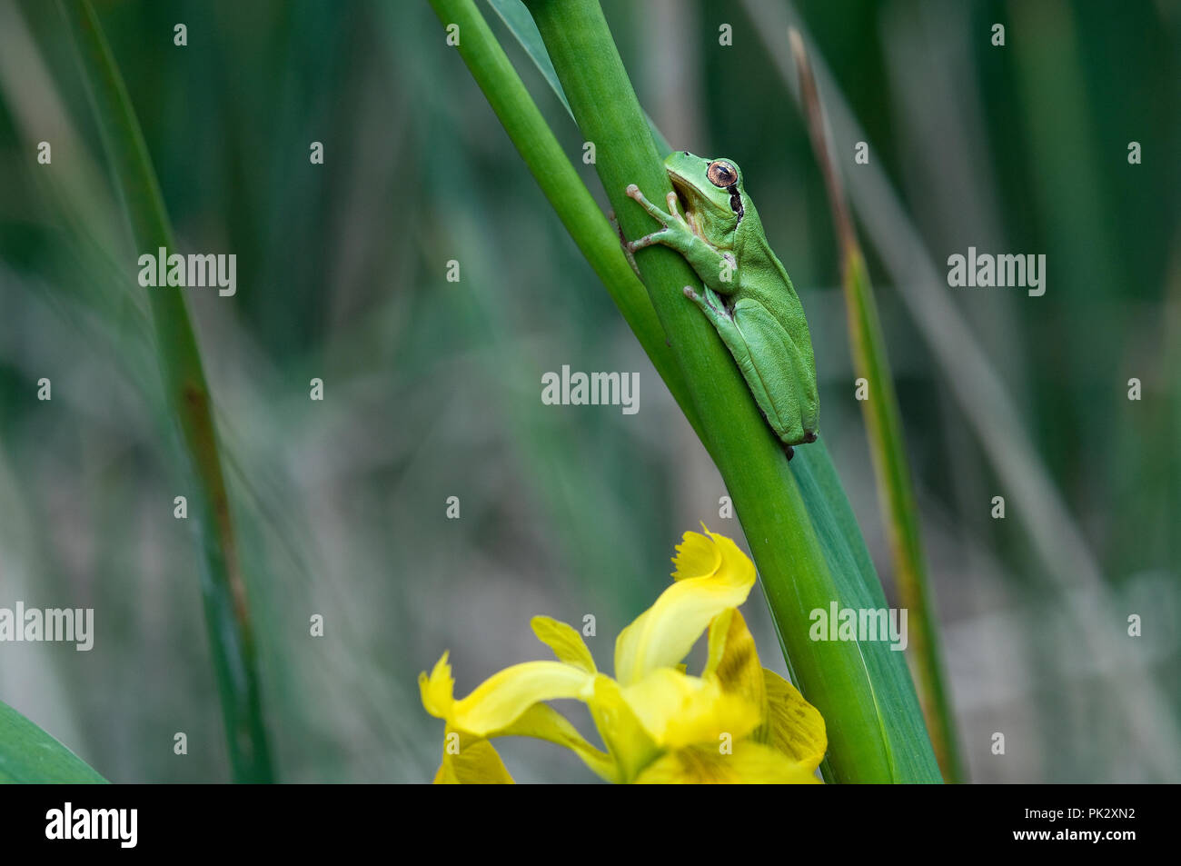 Stripeless Tree Frog (Hyla meridionalis) - Camargue - France Rainette mediterraneenne Banque D'Images