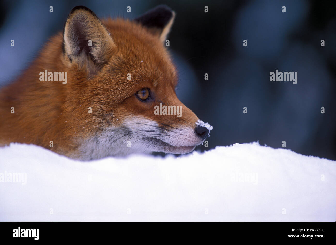 Le renard roux (Vulpes vulpes) Renard roux // Portrait Photo Stock - Alamy