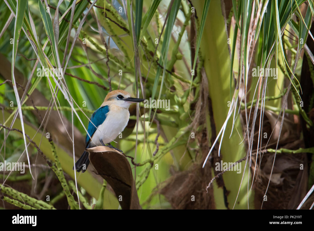 L'endémie Niau Kingfisher, un magnifique oiseau trouvé seulement sur une île dans l'archipel des Tuamotu en Polynésie française, est un important mouvement convulsif des ornithologues amateurs Banque D'Images