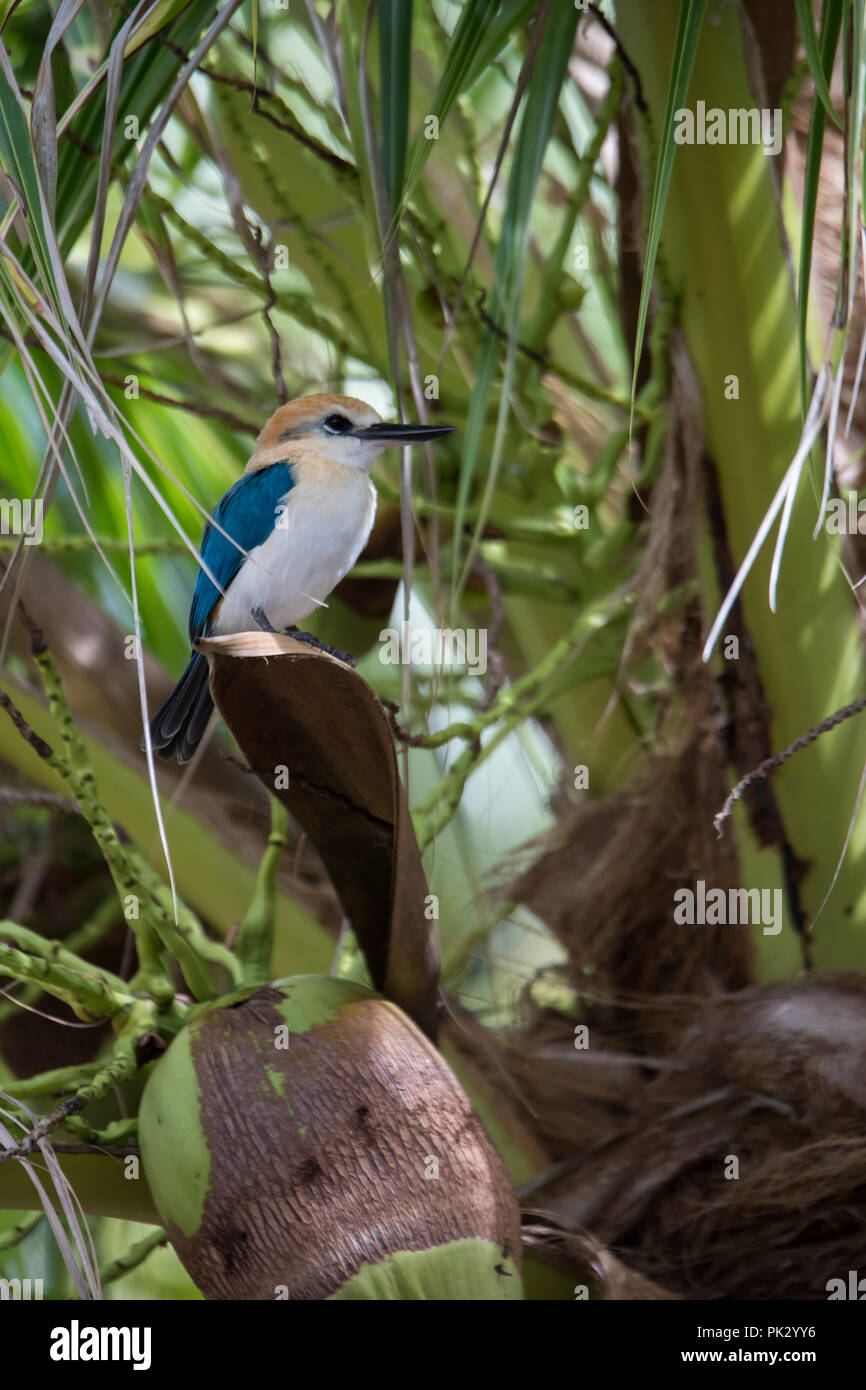 L'endémie Niau Kingfisher, un magnifique oiseau trouvé seulement sur une île dans l'archipel des Tuamotu en Polynésie française, est un important mouvement convulsif des ornithologues amateurs Banque D'Images