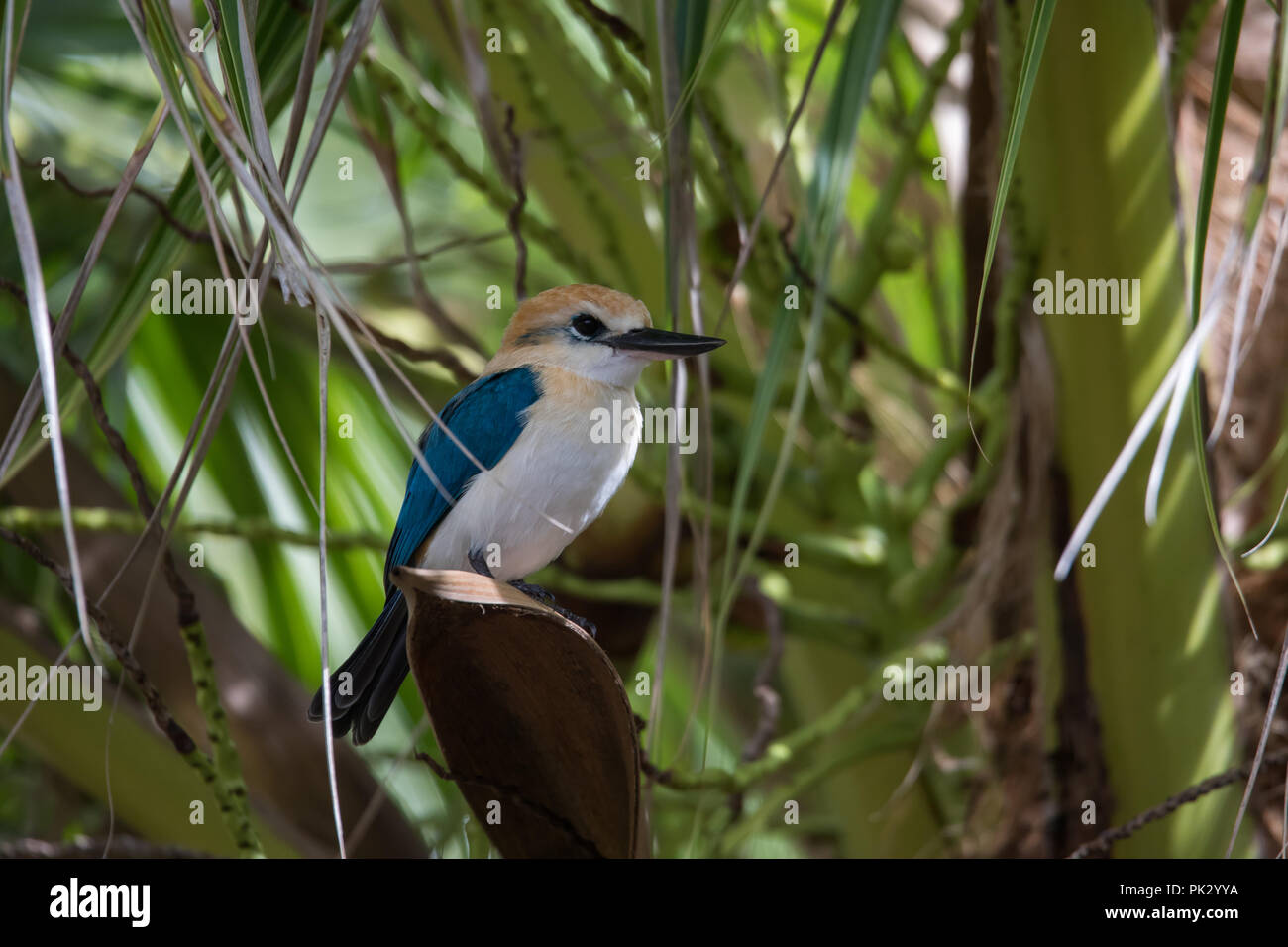 L'endémie Niau Kingfisher, un magnifique oiseau trouvé seulement sur une île dans l'archipel des Tuamotu en Polynésie française, est un important mouvement convulsif des ornithologues amateurs Banque D'Images