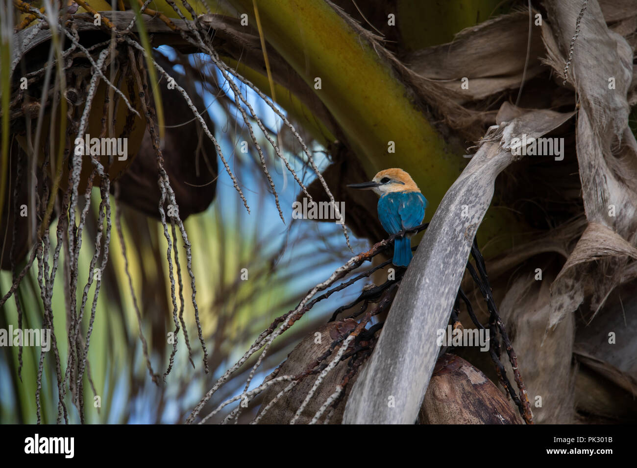 L'endémie Niau Kingfisher, un magnifique oiseau trouvé seulement sur une île dans l'archipel des Tuamotu en Polynésie française, est un important mouvement convulsif des ornithologues amateurs Banque D'Images