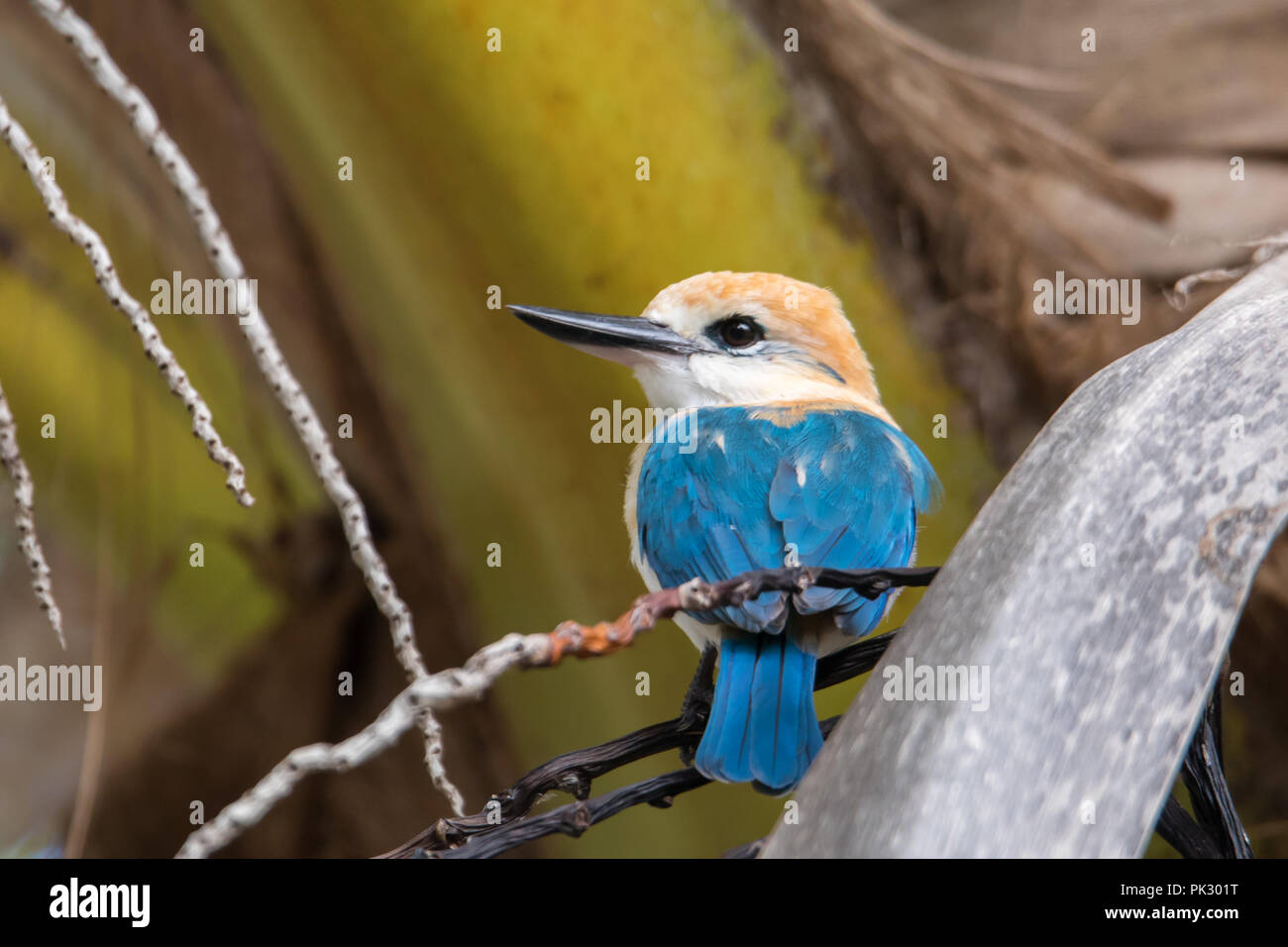 L'endémie Niau Kingfisher, un magnifique oiseau trouvé seulement sur une île dans l'archipel des Tuamotu en Polynésie française, est un important mouvement convulsif des ornithologues amateurs Banque D'Images