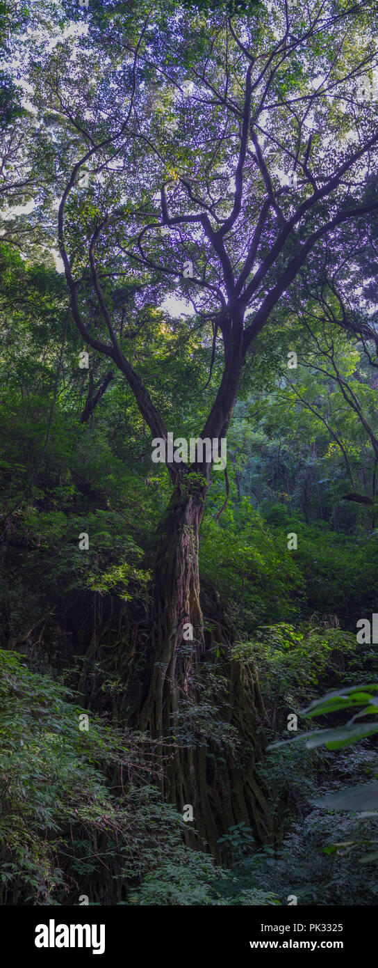 Panorama d'un arbre géant Jungle au Guatemala Banque D'Images