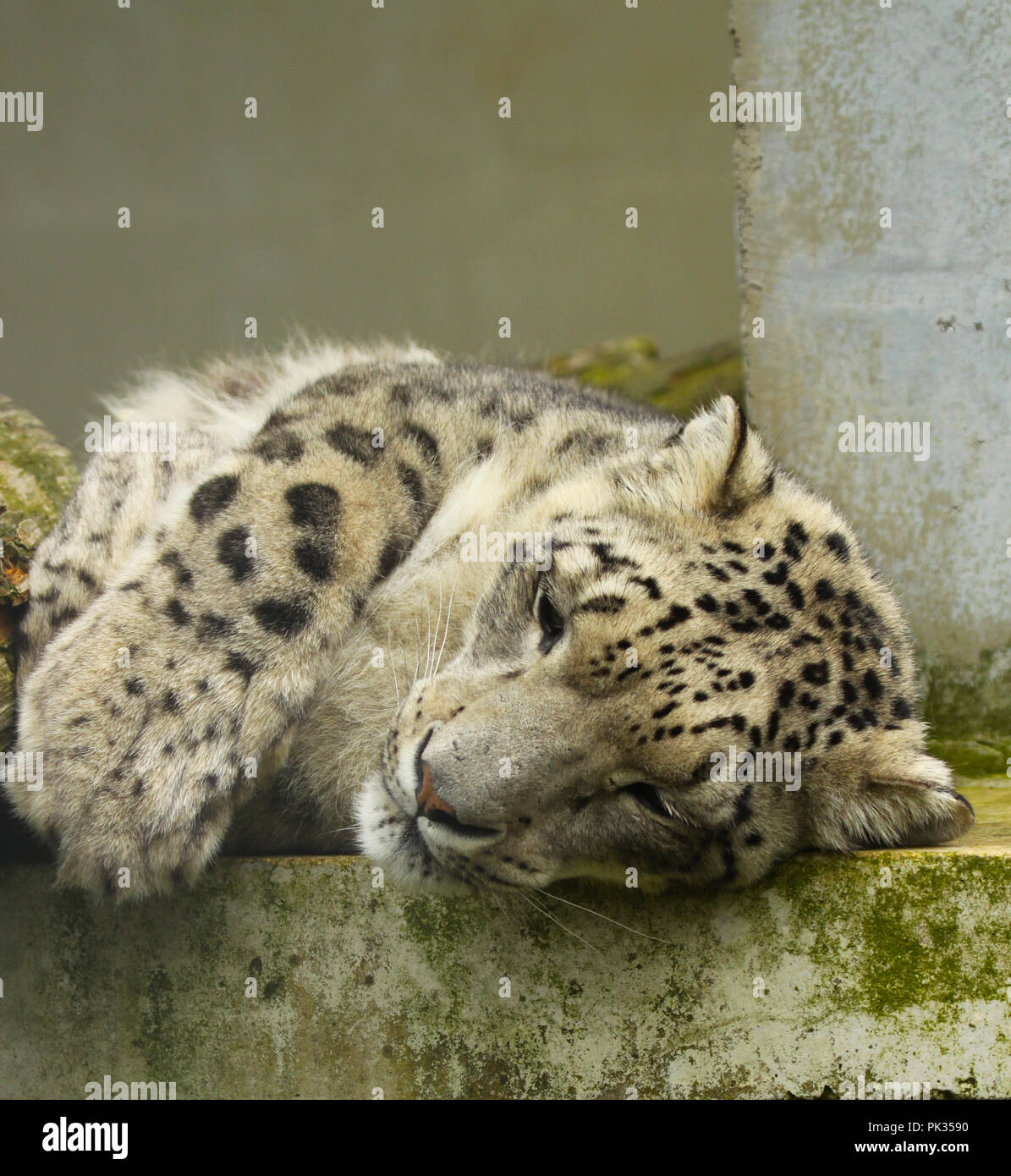 Snow Leopard en captivité Banque D'Images