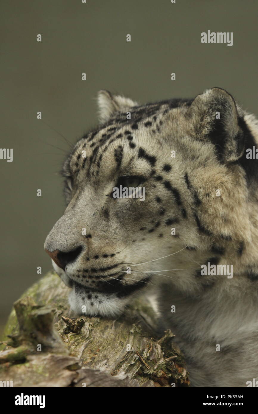 Snow Leopard en captivité Banque D'Images