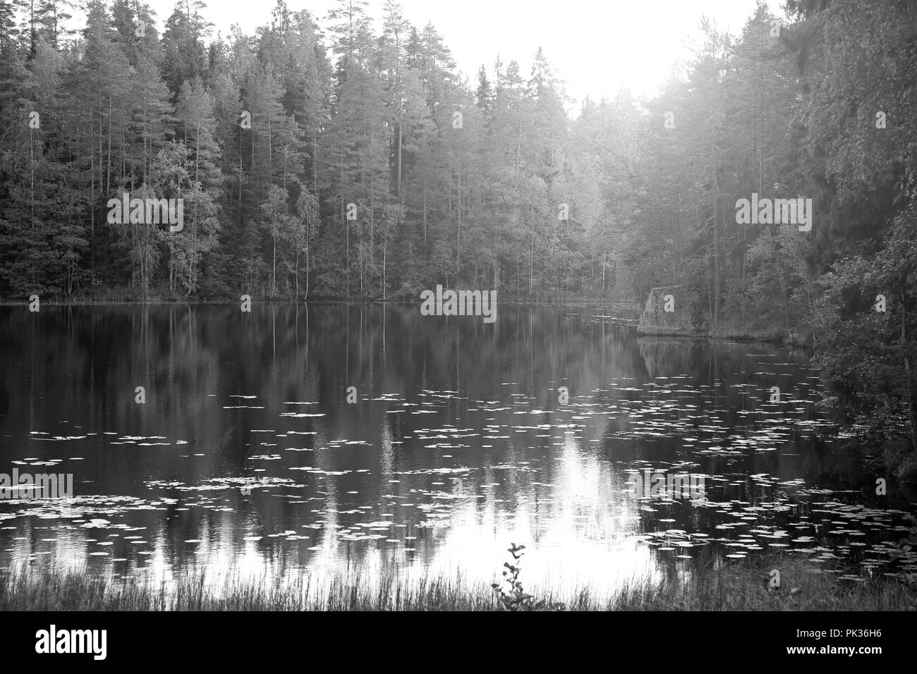 Magic Light plus petite forêt rural lake, image en noir et blanc. Banque D'Images