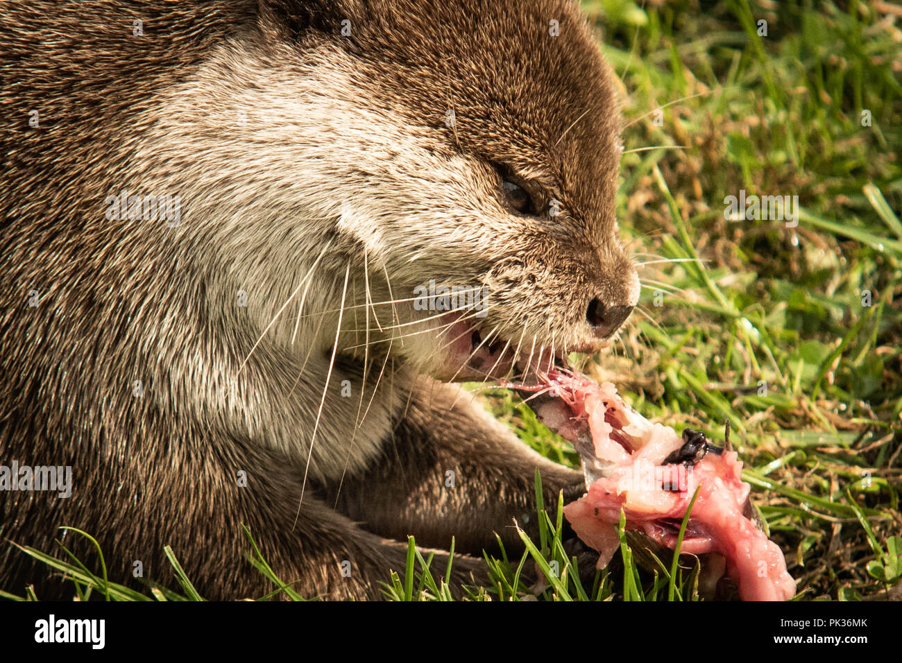 La consommation de poisson Otter close up Banque D'Images