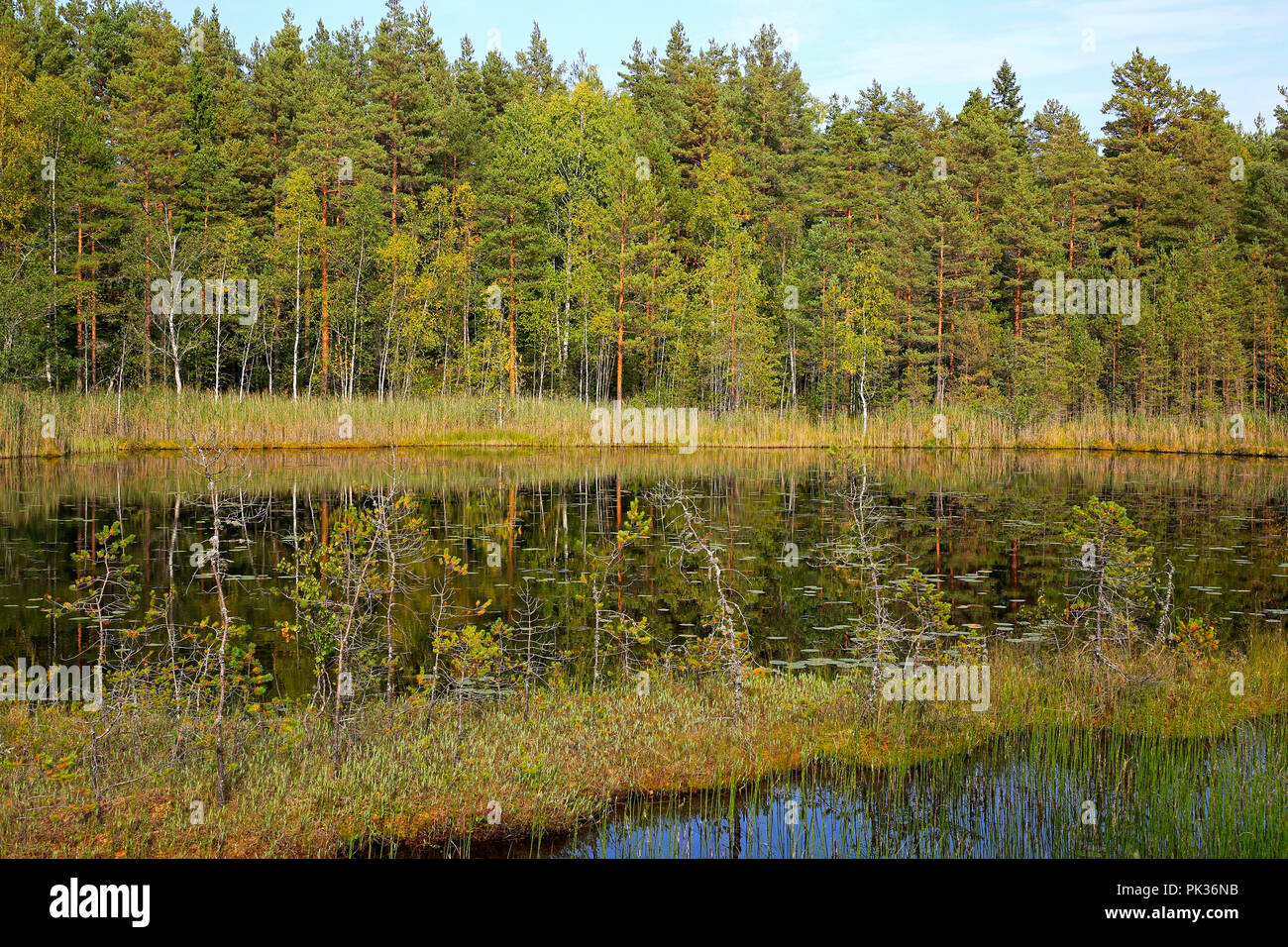 Petit lac marécageux sur une journée ensoleillée de début de l'automne dans le sud-ouest de la Finlande. Banque D'Images