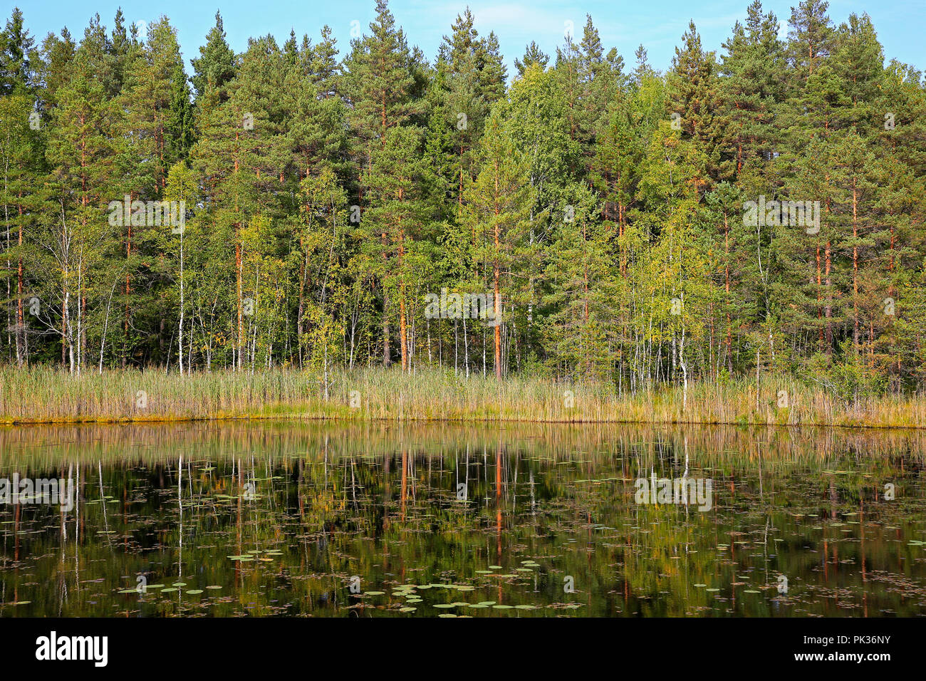 Réflexions sur le petit lac marécageux sur une journée ensoleillée de début de l'automne dans le sud-ouest de la Finlande. Banque D'Images