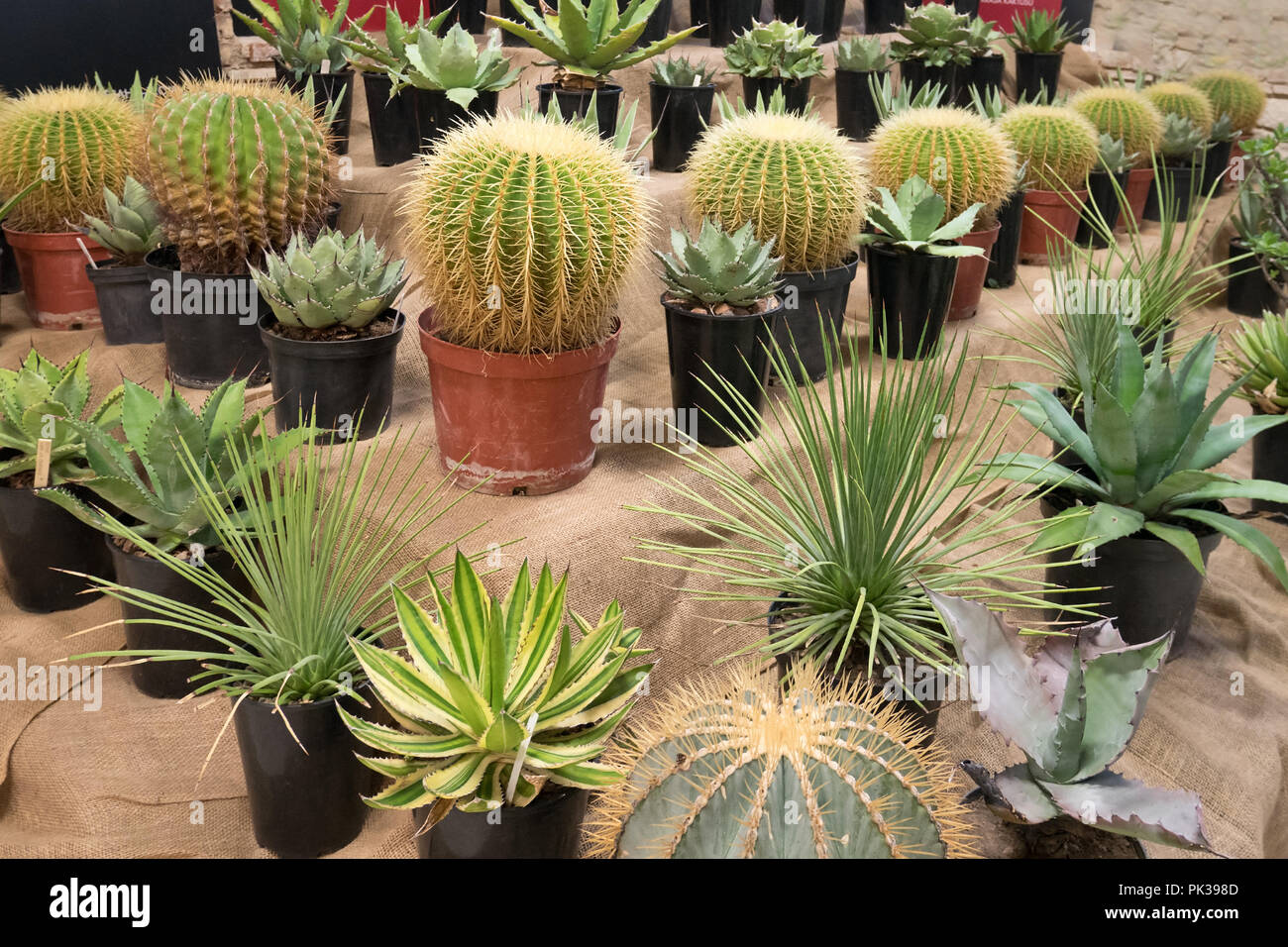 Un aollection de cactusses en jardinières Banque D'Images