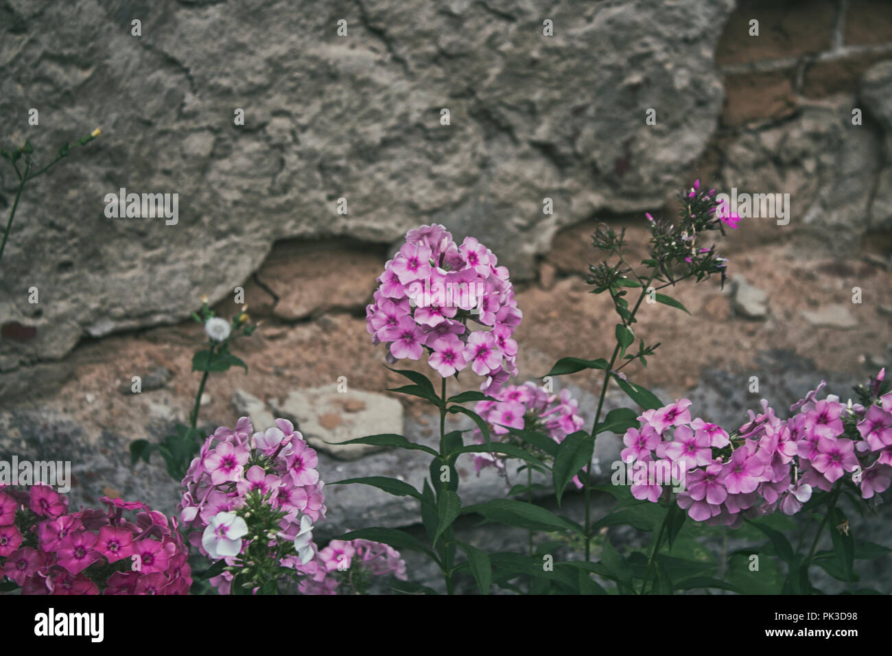 Fleurs roses de Phlox et vieux mur. Phlox fleurs. Des fleurs de jardin. Banque D'Images