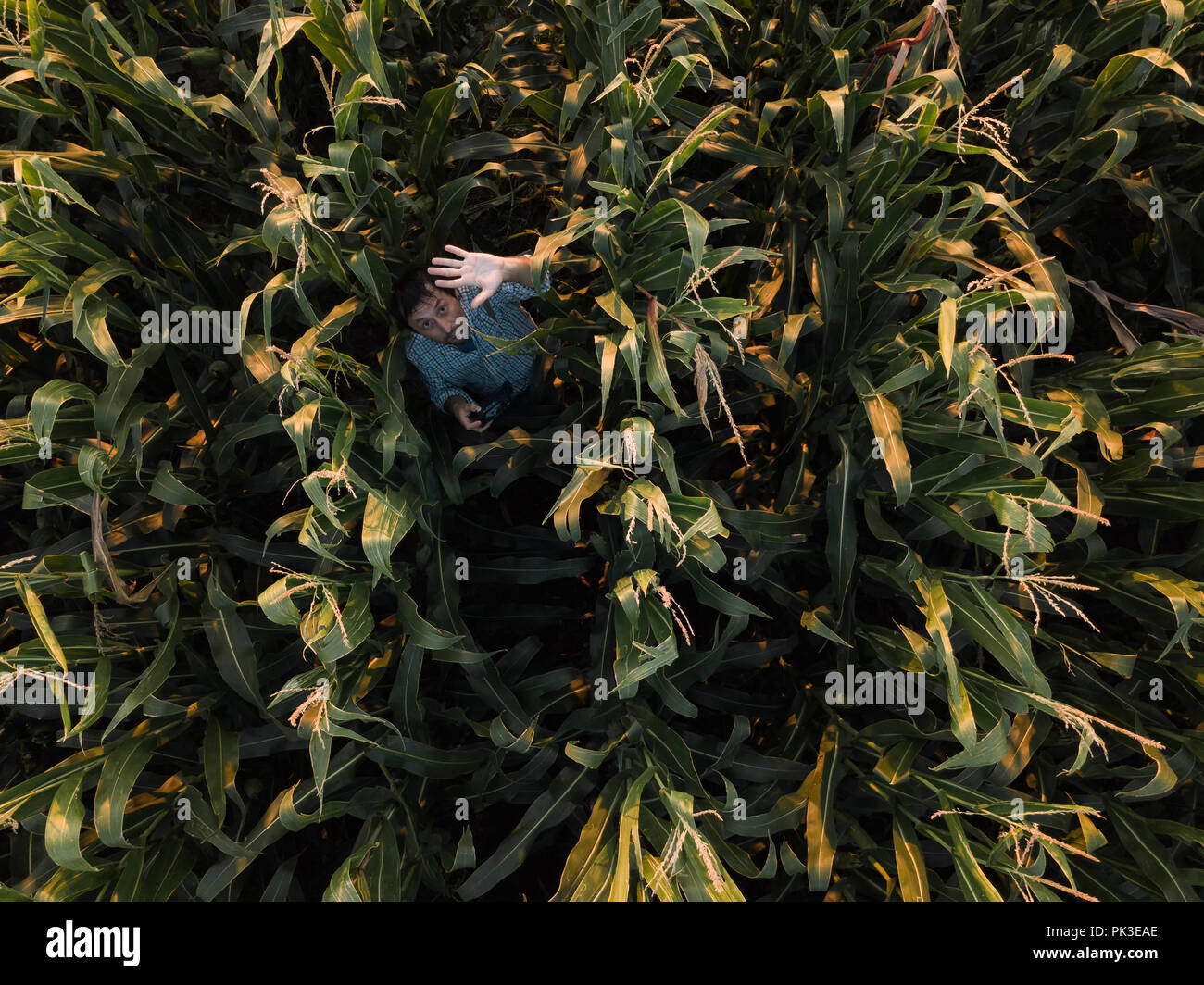 Agriculteur en champ de maïs cultivé est waving to drone appareil photo directement au-dessus de lui Banque D'Images