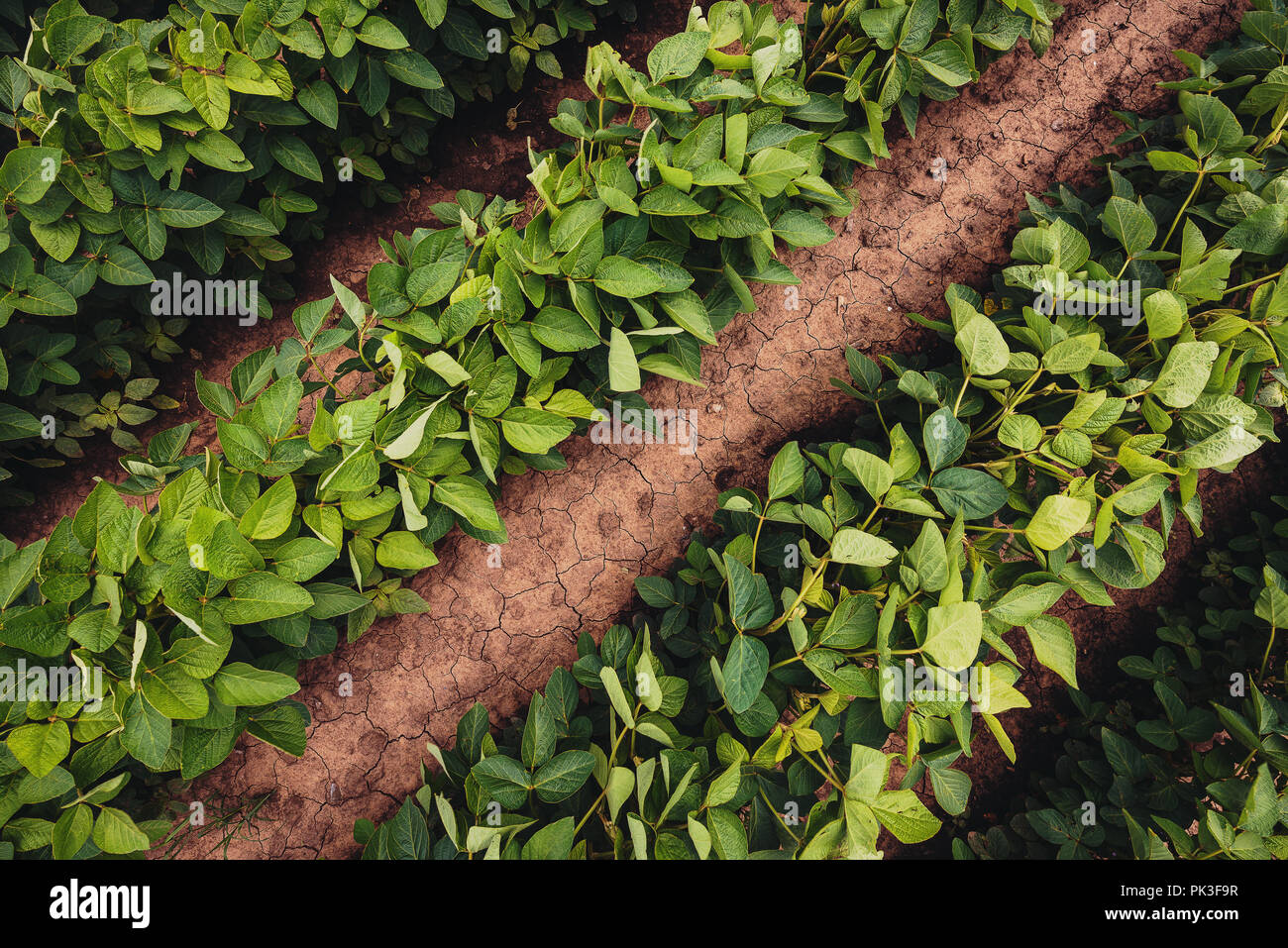 L'écartement des rangs de soya, vue du dessus. La largeur de ligne est pratique de gestion agricole le plus souvent considéré comme important d'augmenter les rendements de soja Banque D'Images