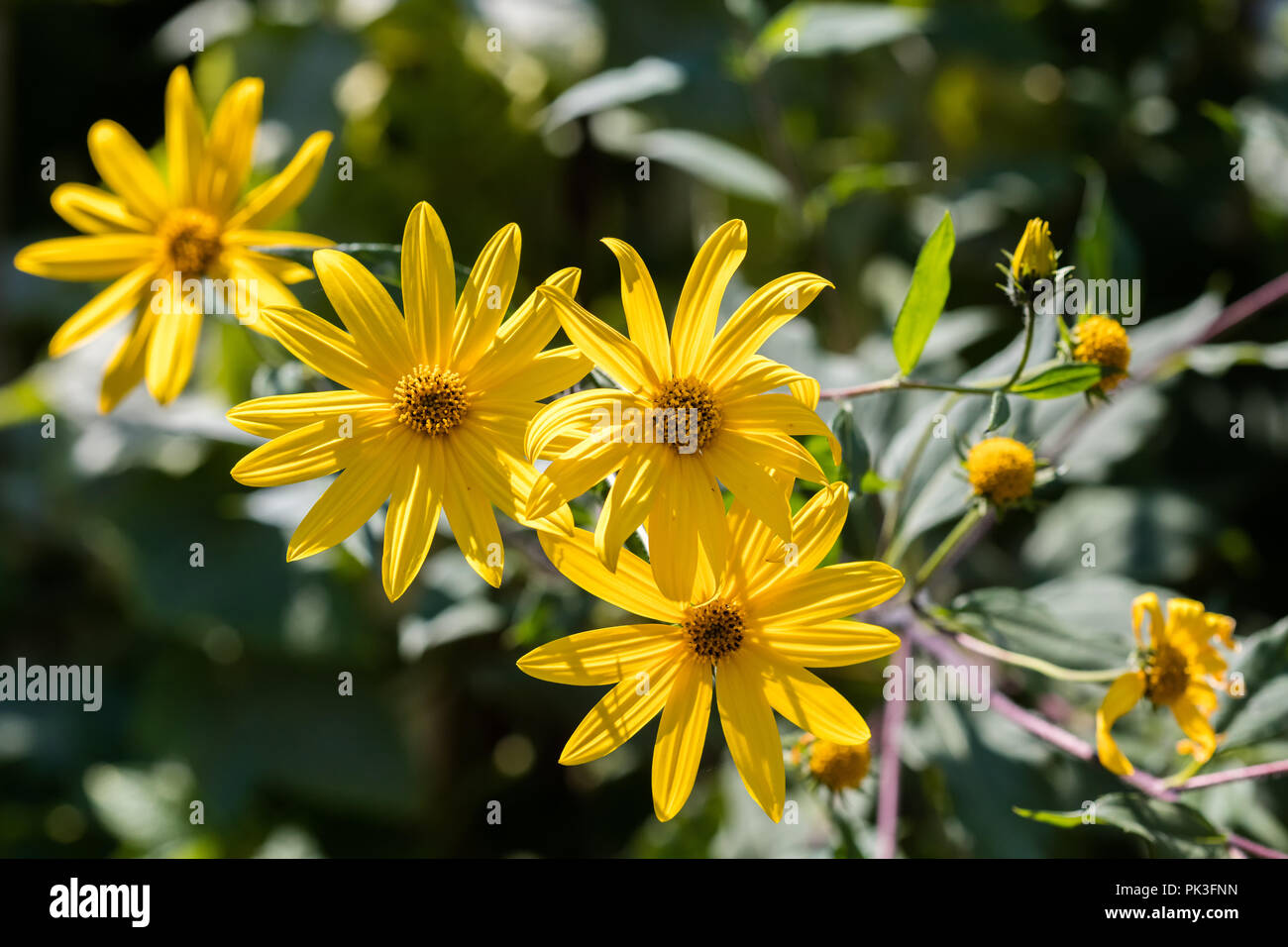 Fleurs de topinambour jaune close up shot Banque D'Images