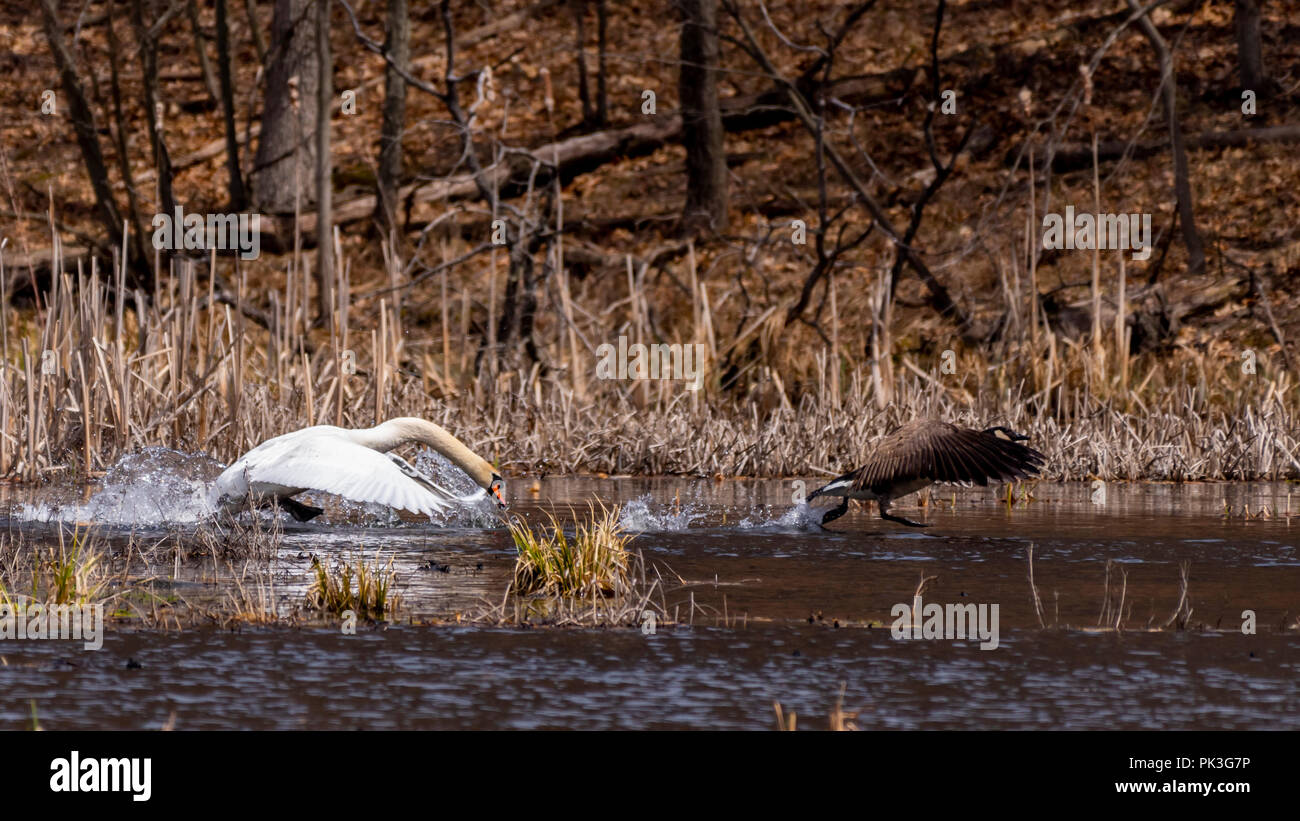 Mute Swan (Cygnus olor) (une espèce envahissante en Amérique du Nord) à la poursuite d'un espèces indigènes - Bernache du Canada (Branta canadensis) sur la surface d'un lac. Banque D'Images