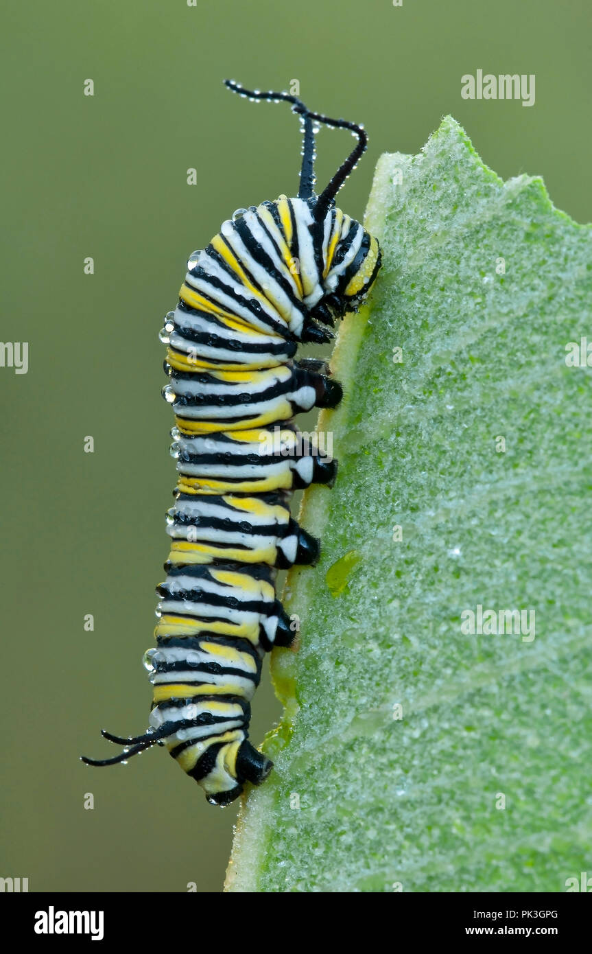 Larve du papillon monarque (Danaus plexippus) reposant sur des feuilles d'Asclépiade commune (Asclepias syriaca), E USA, par aller Moody/Dembinsky Assoc Photo Banque D'Images
